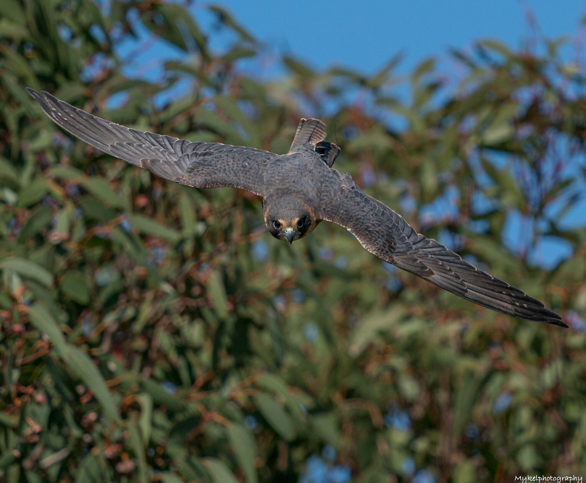 Australian Hobby Falco longipennis Falconidae