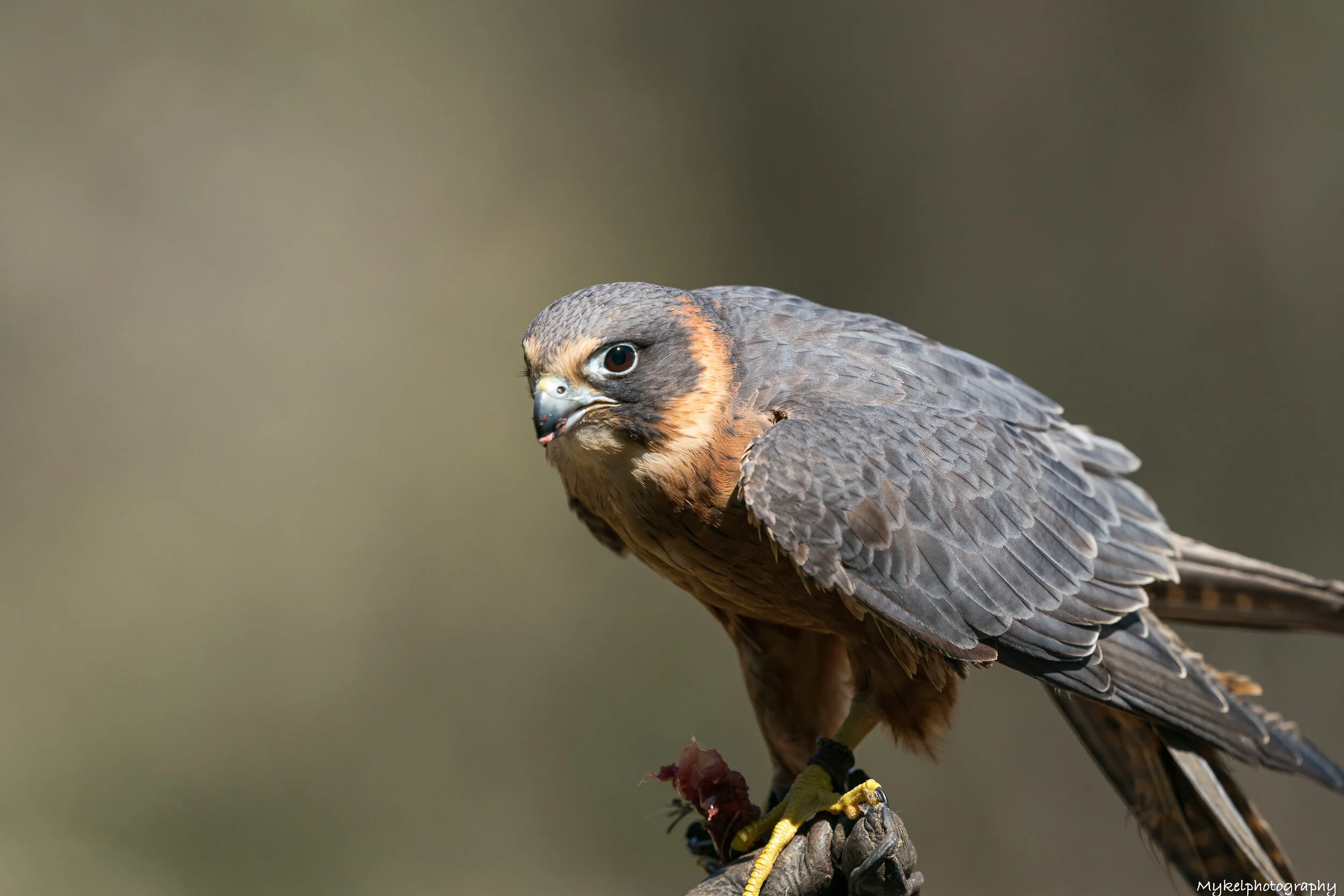 Australian Hobby Falco longipennis Falconidae
