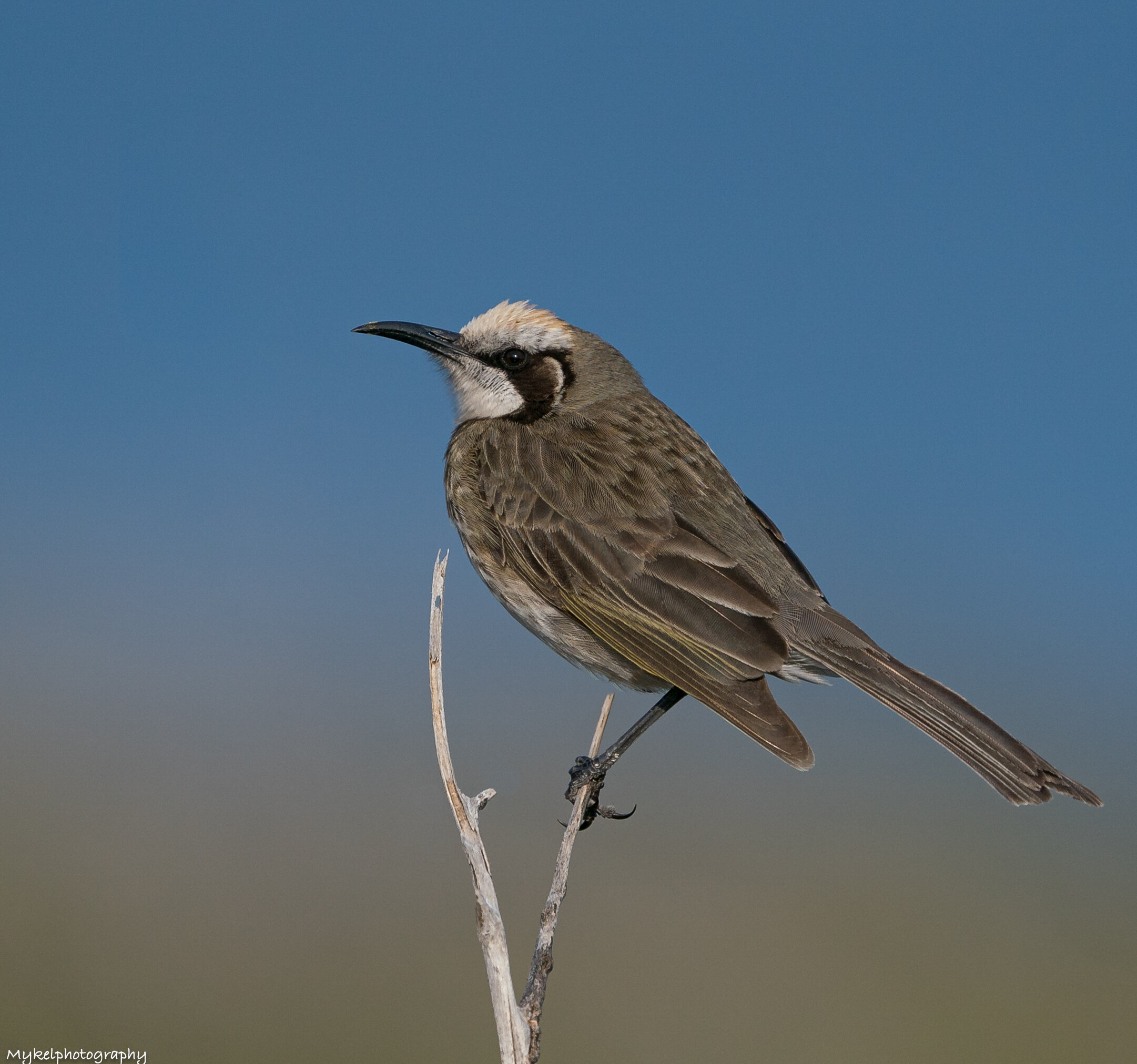 Tawny-crowned Honeyeater Glyciphila melanops Meliphagidae
