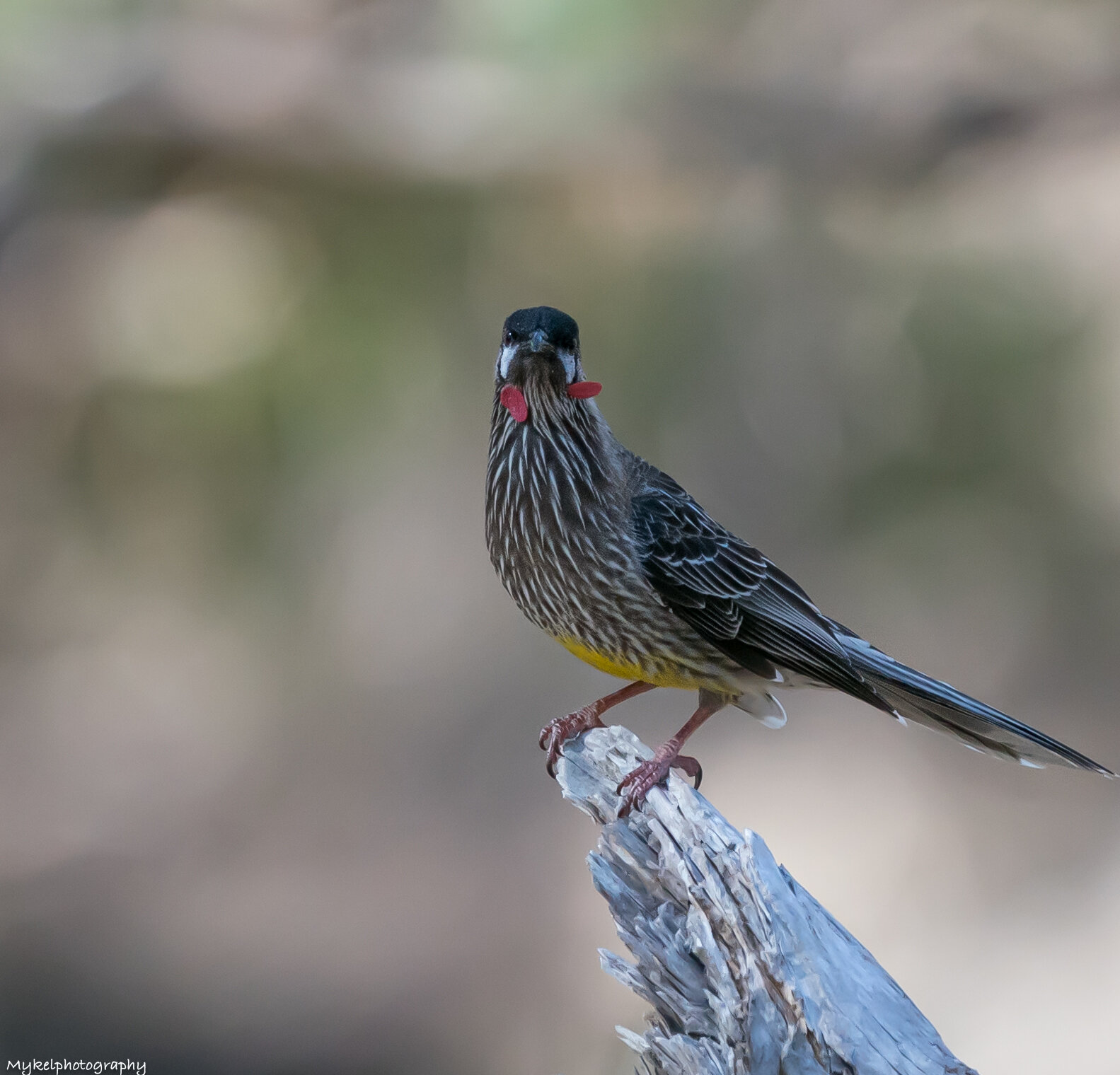 Red Wattlebird Anthochaera carunculata Meliphagidae