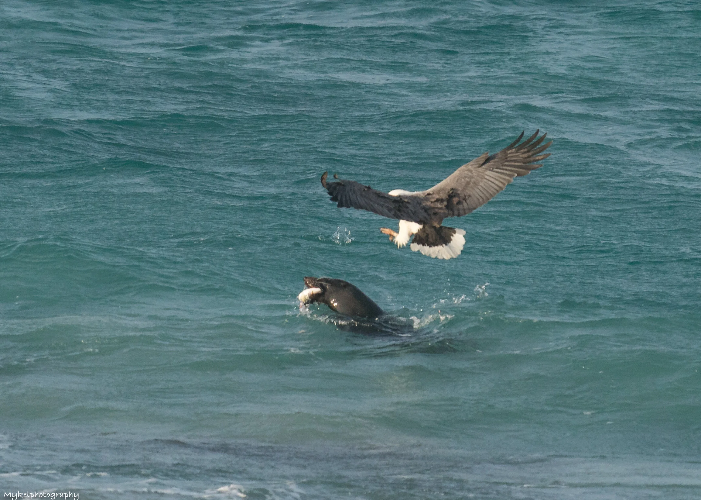 White-bellied Sea-Eagle swooping down to steal a fish off a Seal