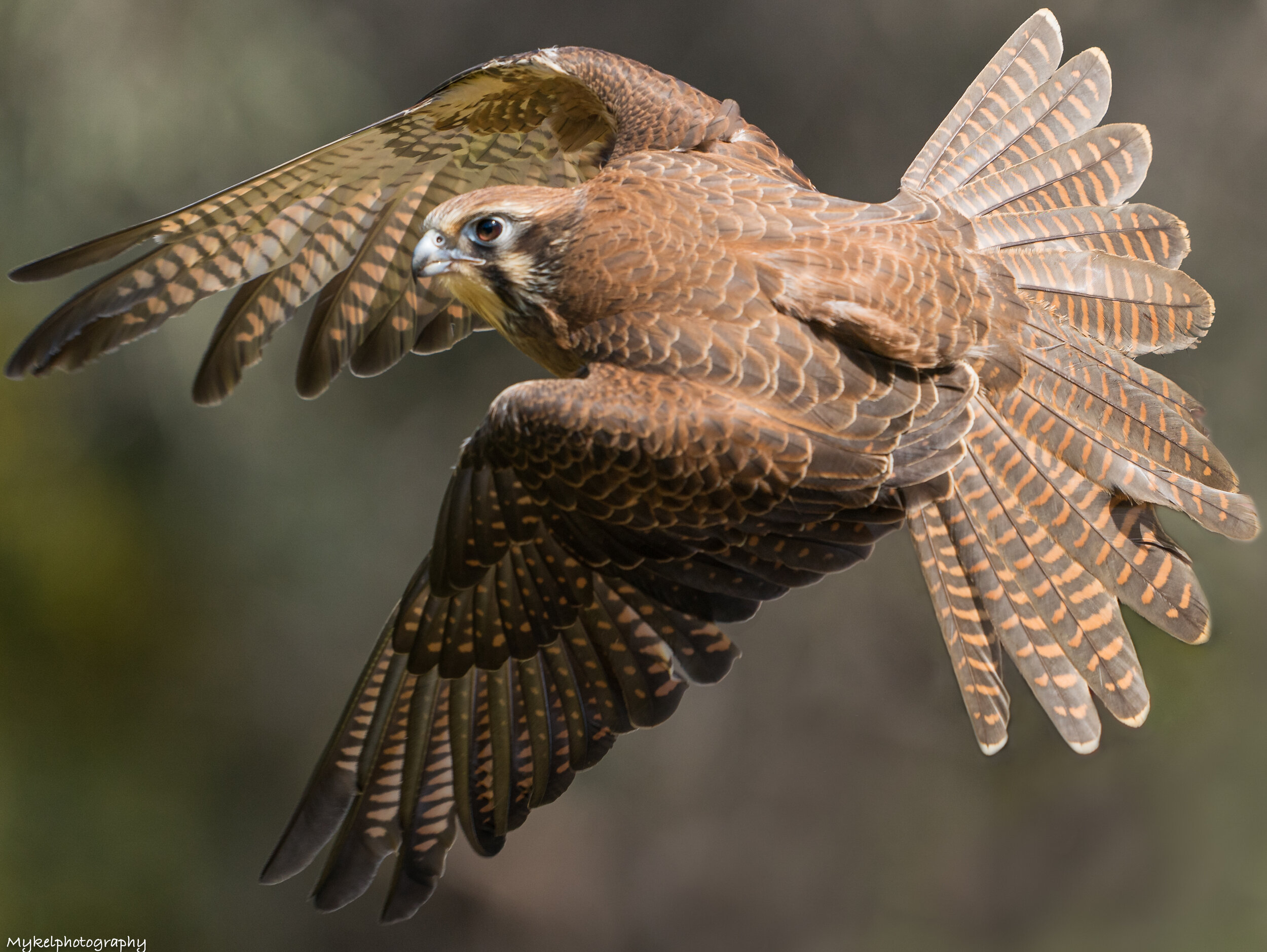 Brown Falcon Falco berigora Falconidae