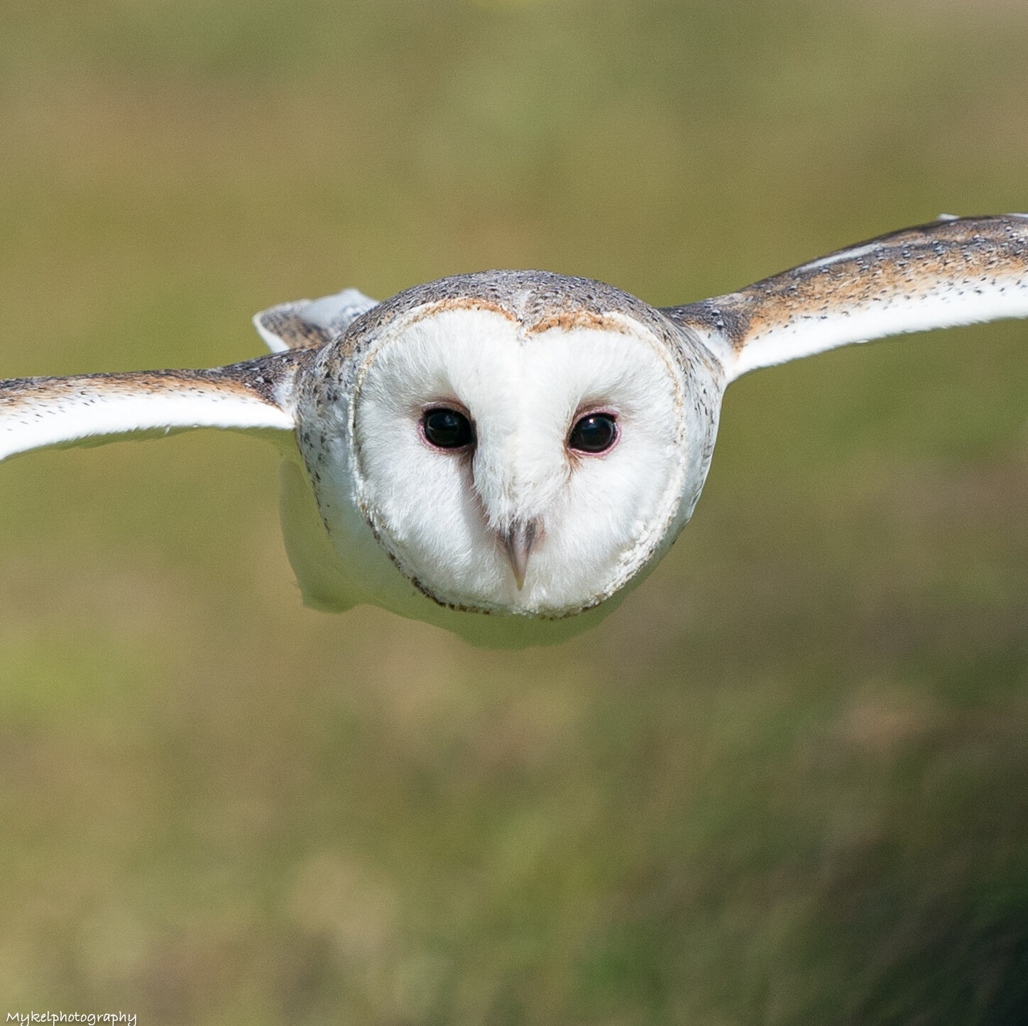 Barn Owl Tyto alba Tytonidae