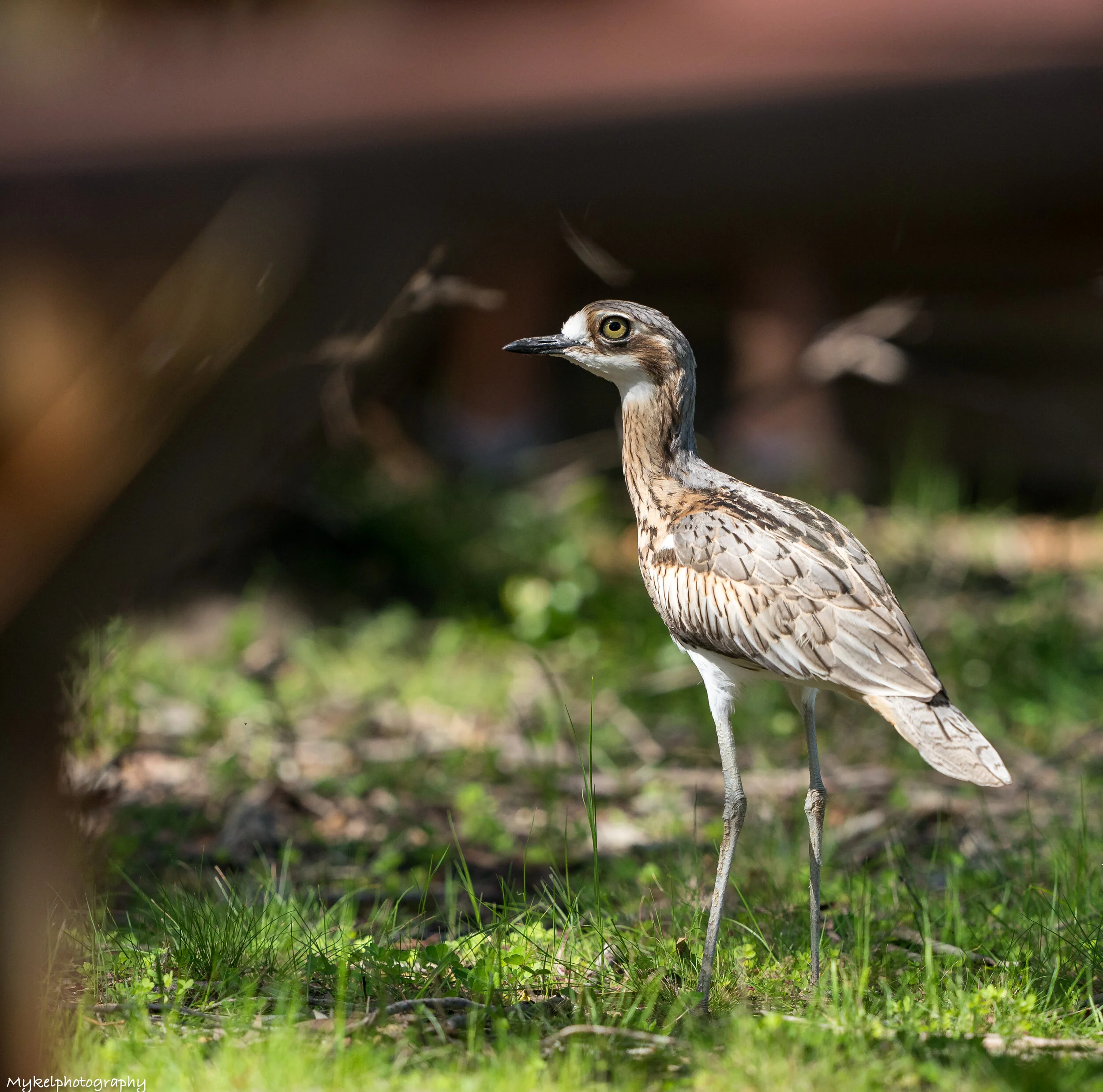 Bush Stone-curlew Burhinus grallarius Burhinidae
