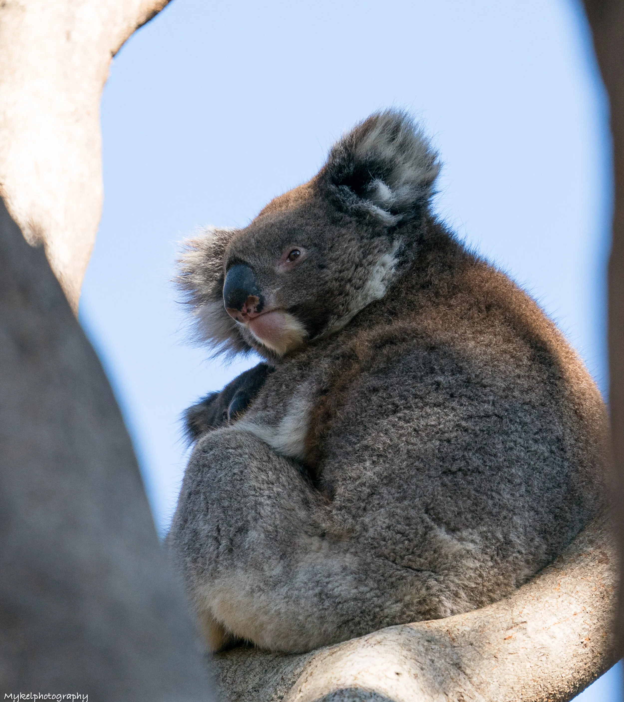 Koala