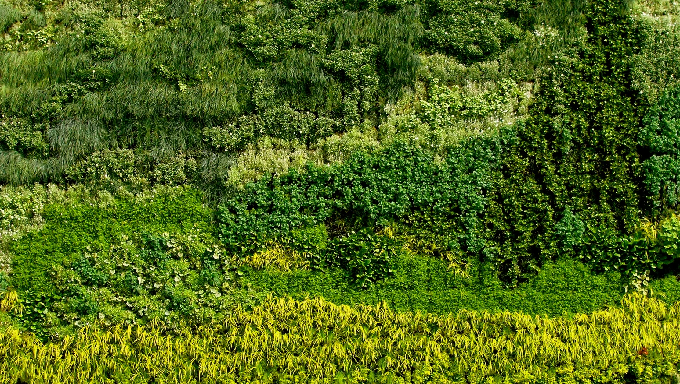 naltional-gallery-living-wall.jpg