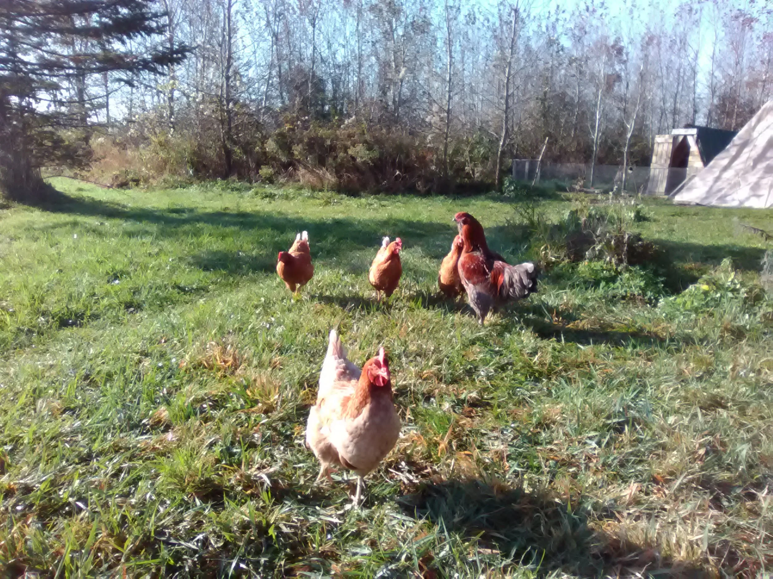 Some of the chickens, doing their thing.