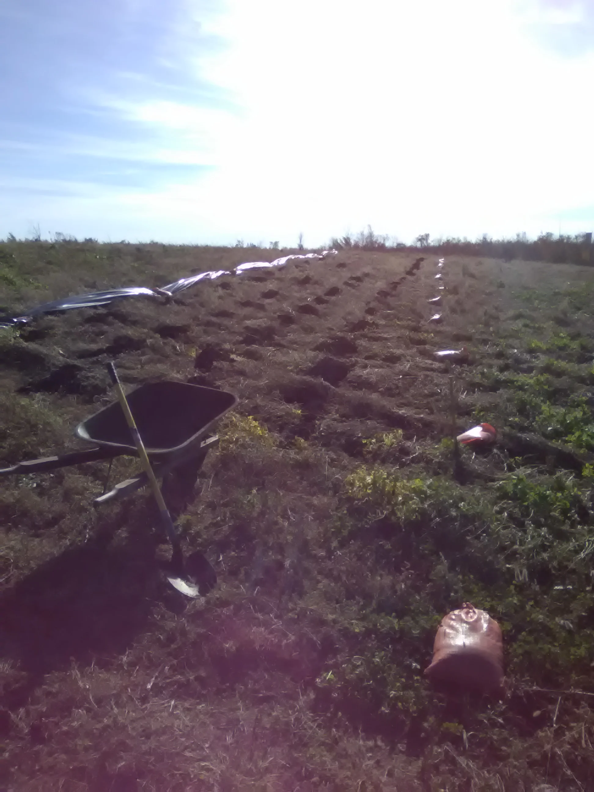 Moving compost into the field for next years vegetable beds. This area of the field was cover cropped all season to reduce soil compaction, erosion, and weed pressure, as well as to help build up nutrients and organic matter, creating healthier soil for next years crops!