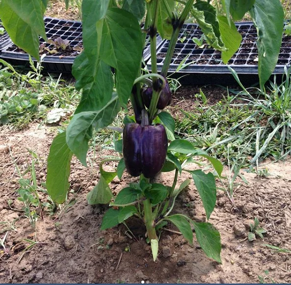 purple pepper.jpg