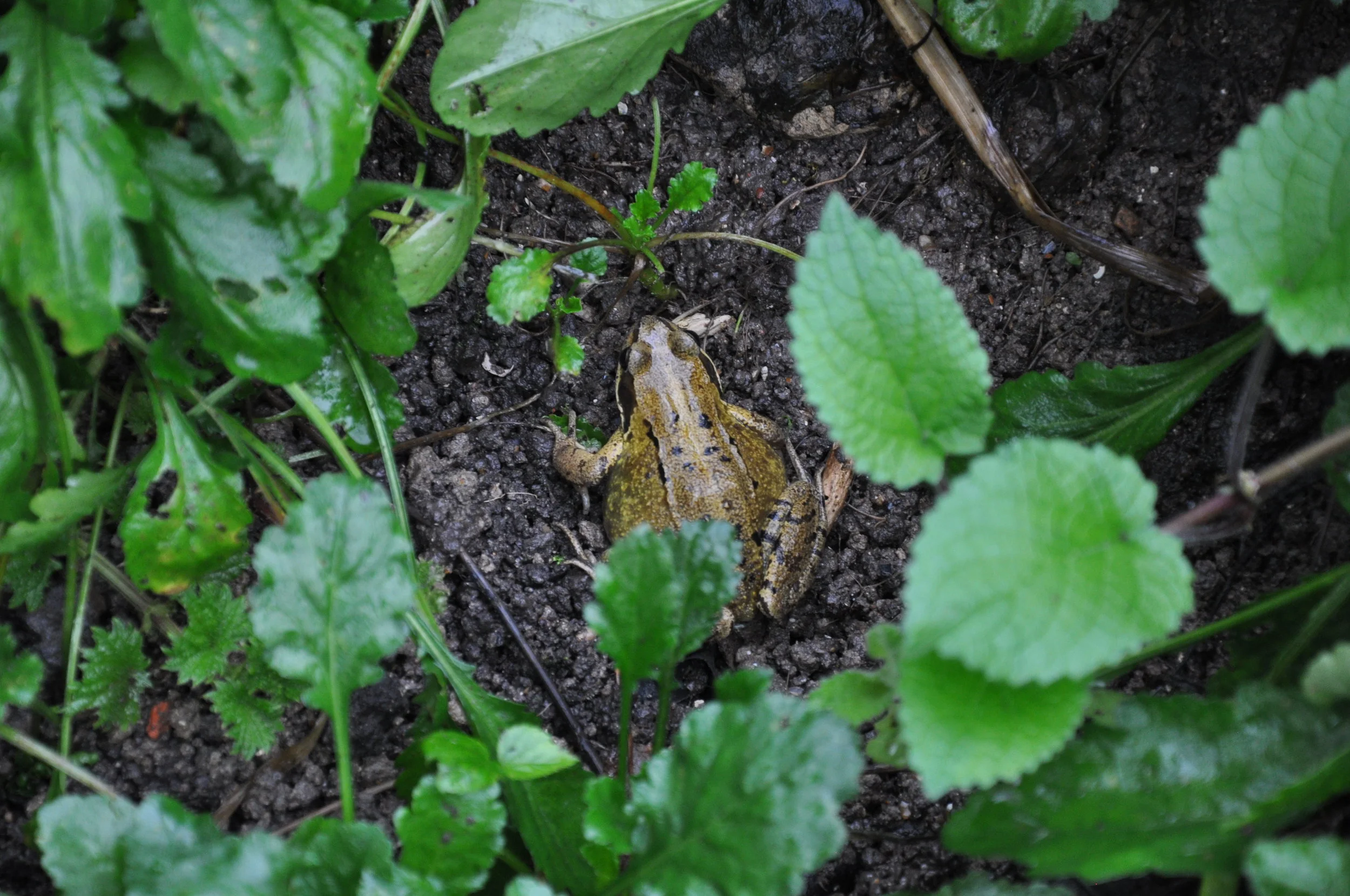 DSC_0258.JPG