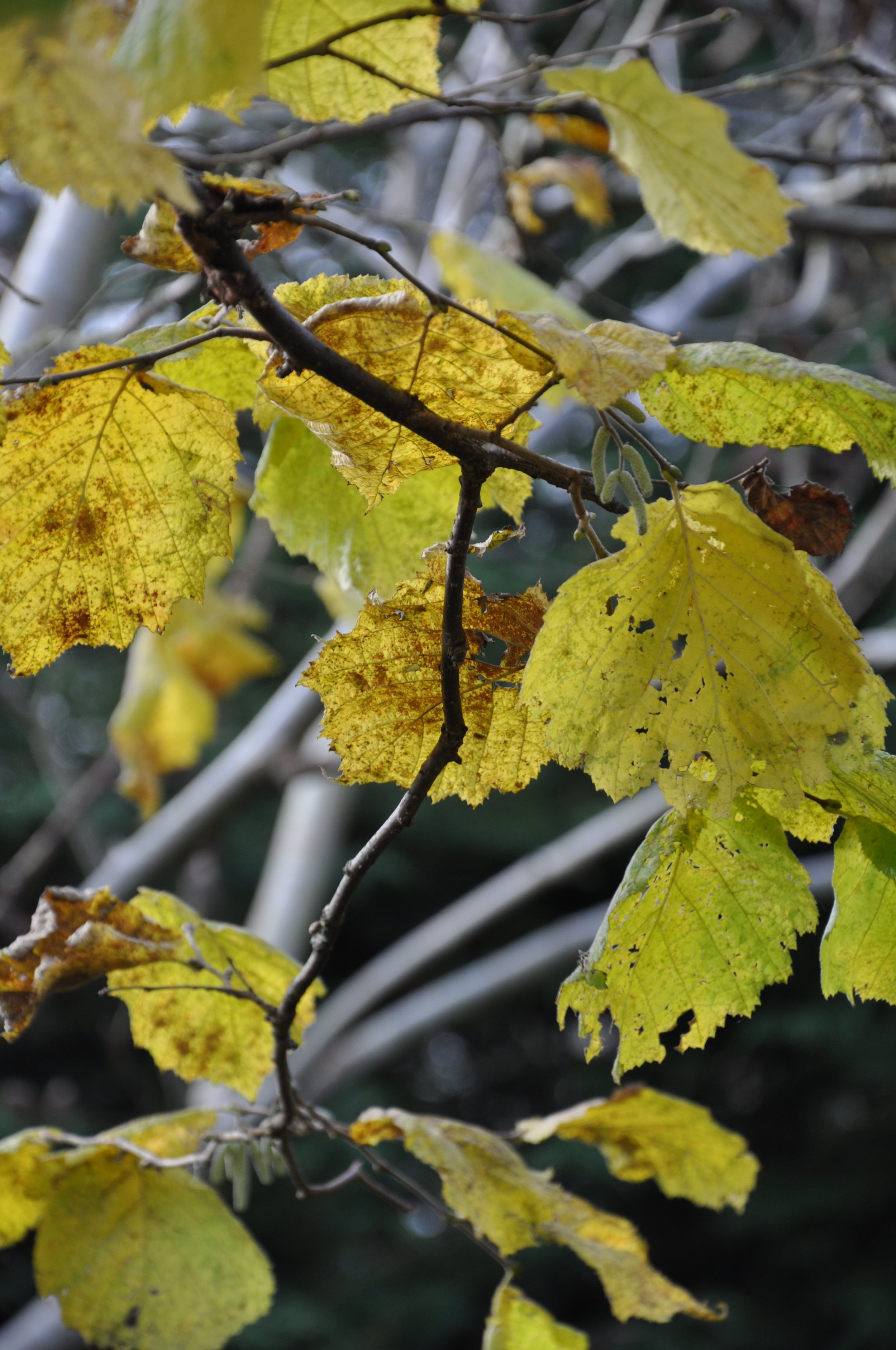 vegetable patch planning