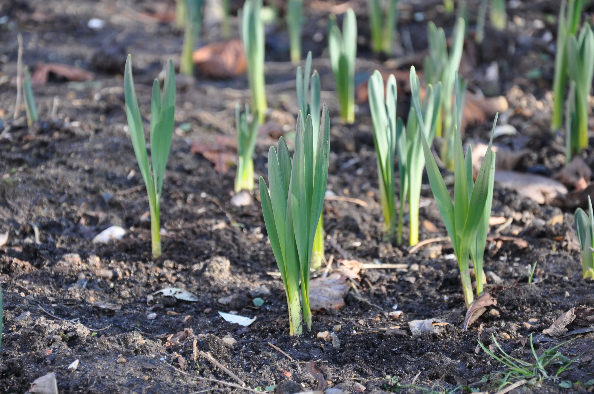 magic in the willows