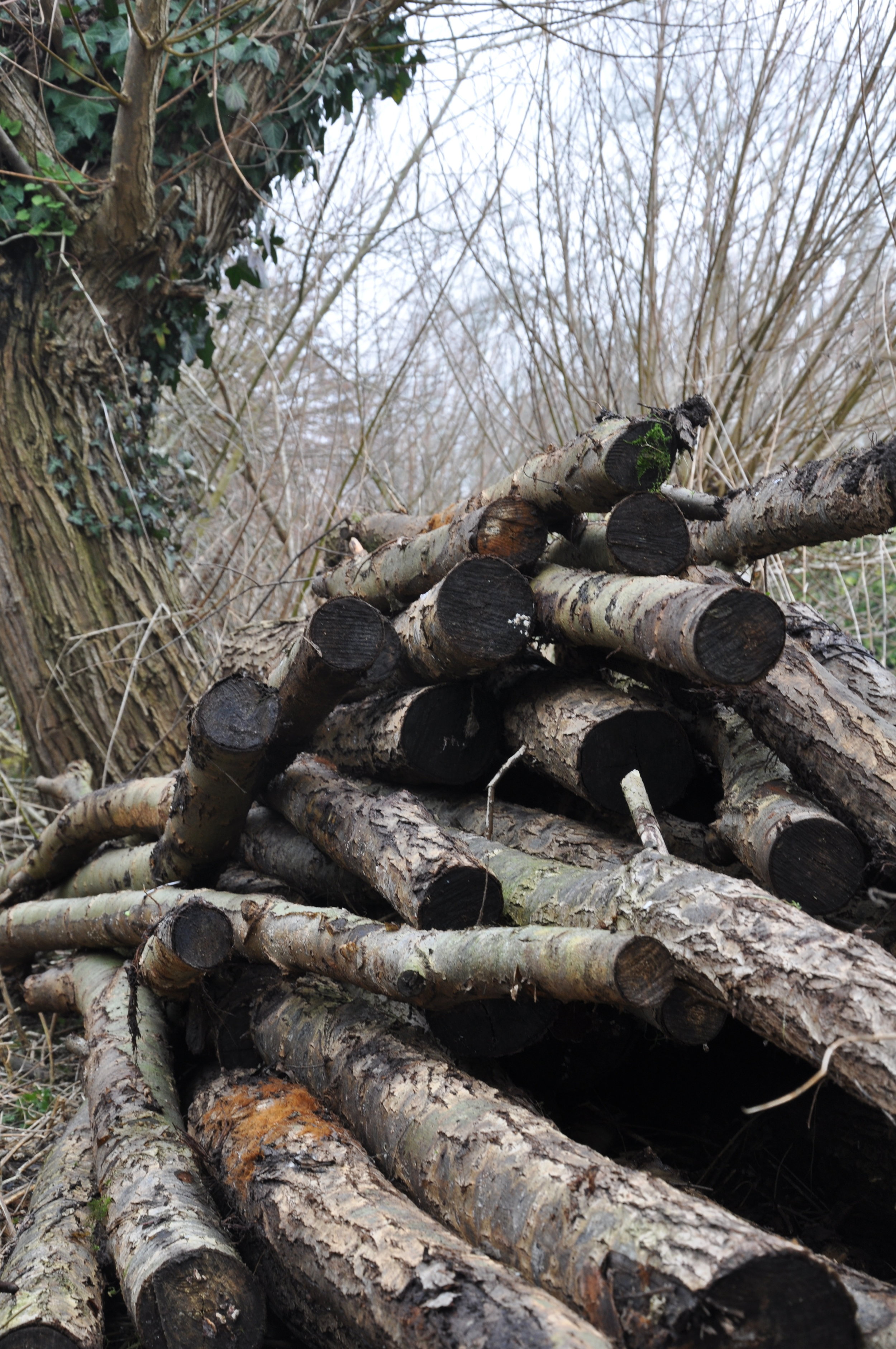 progress &amp; log piles
