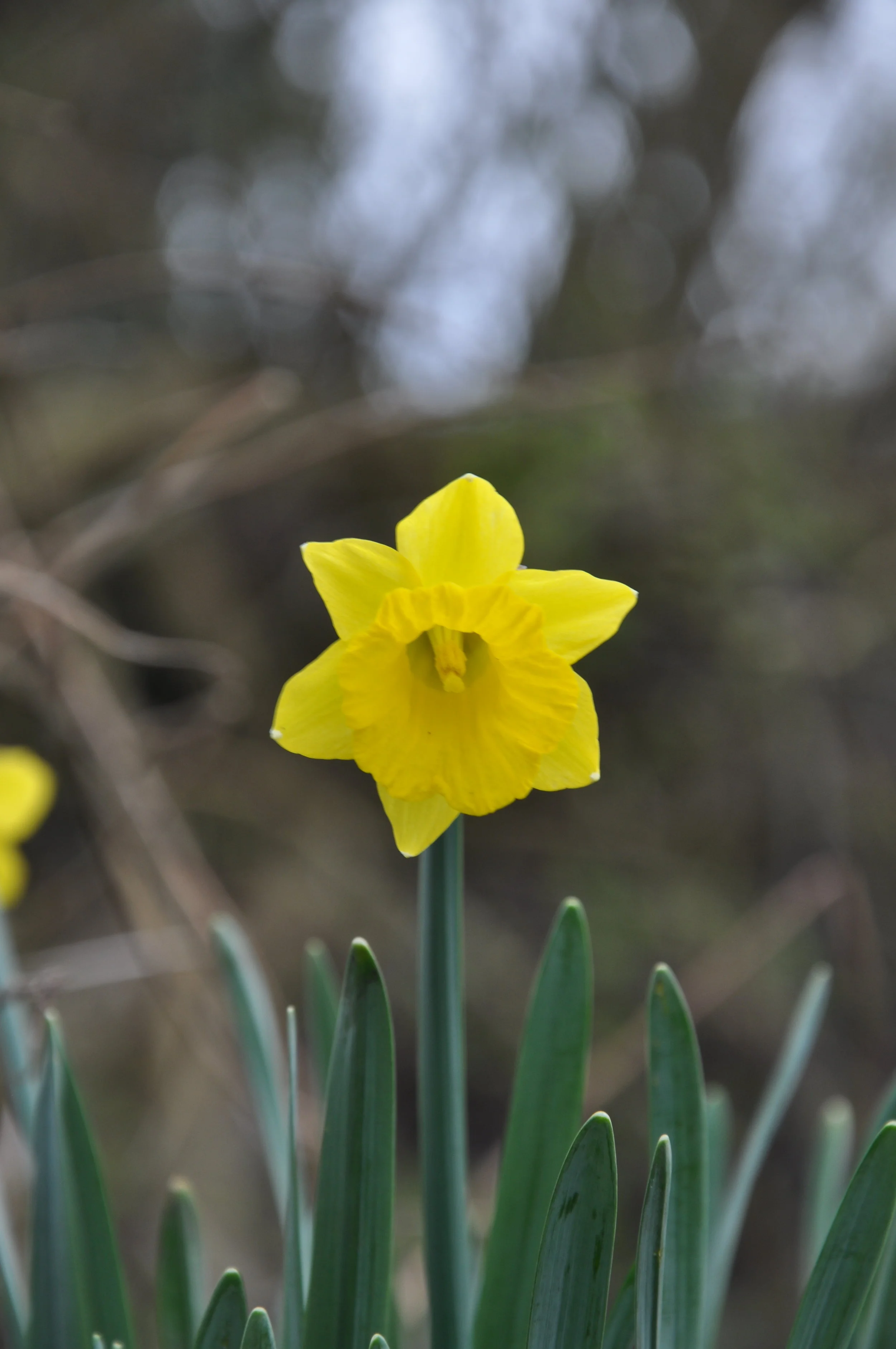 a little bit of Spring