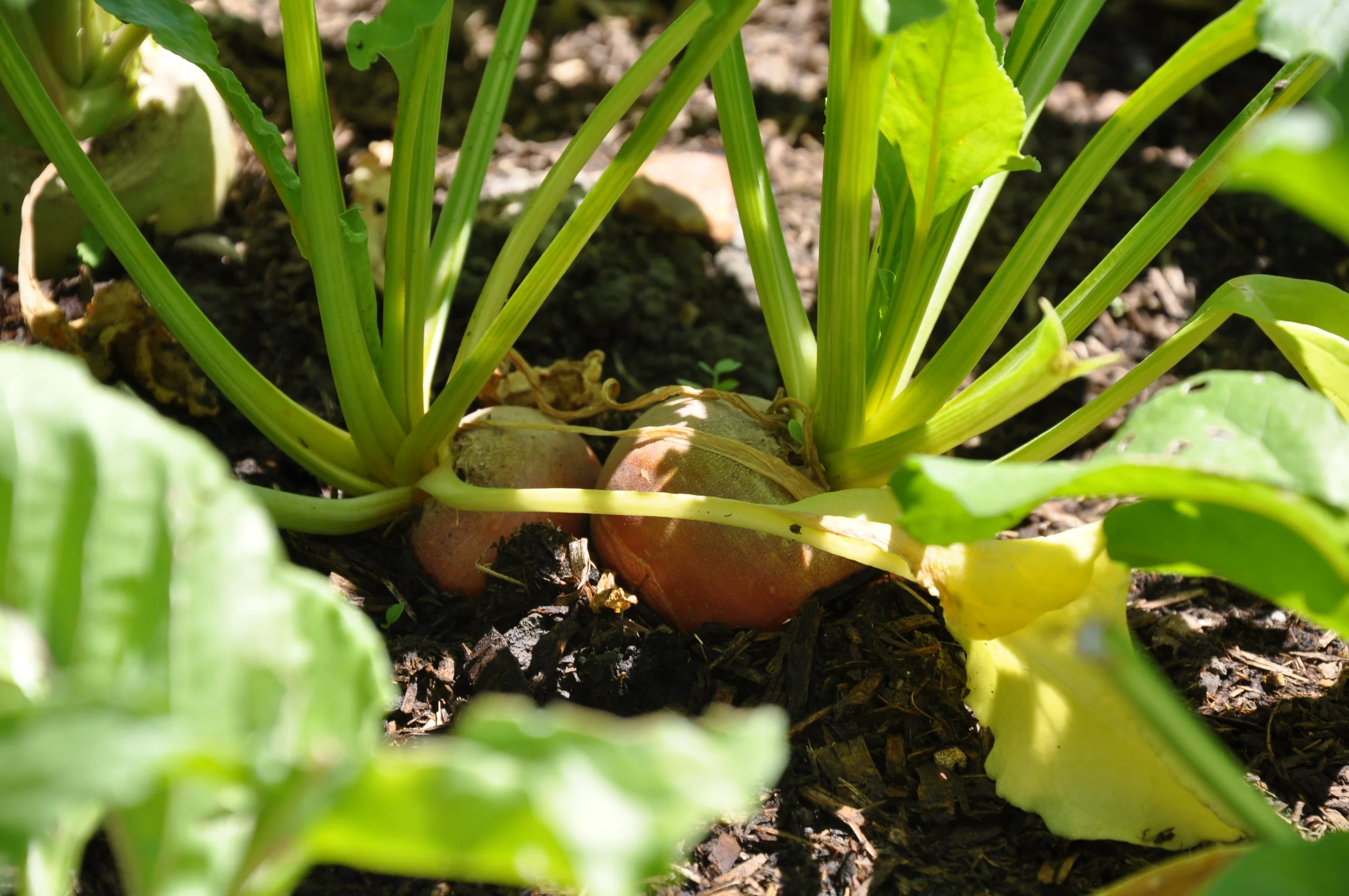 beginning to harvest
