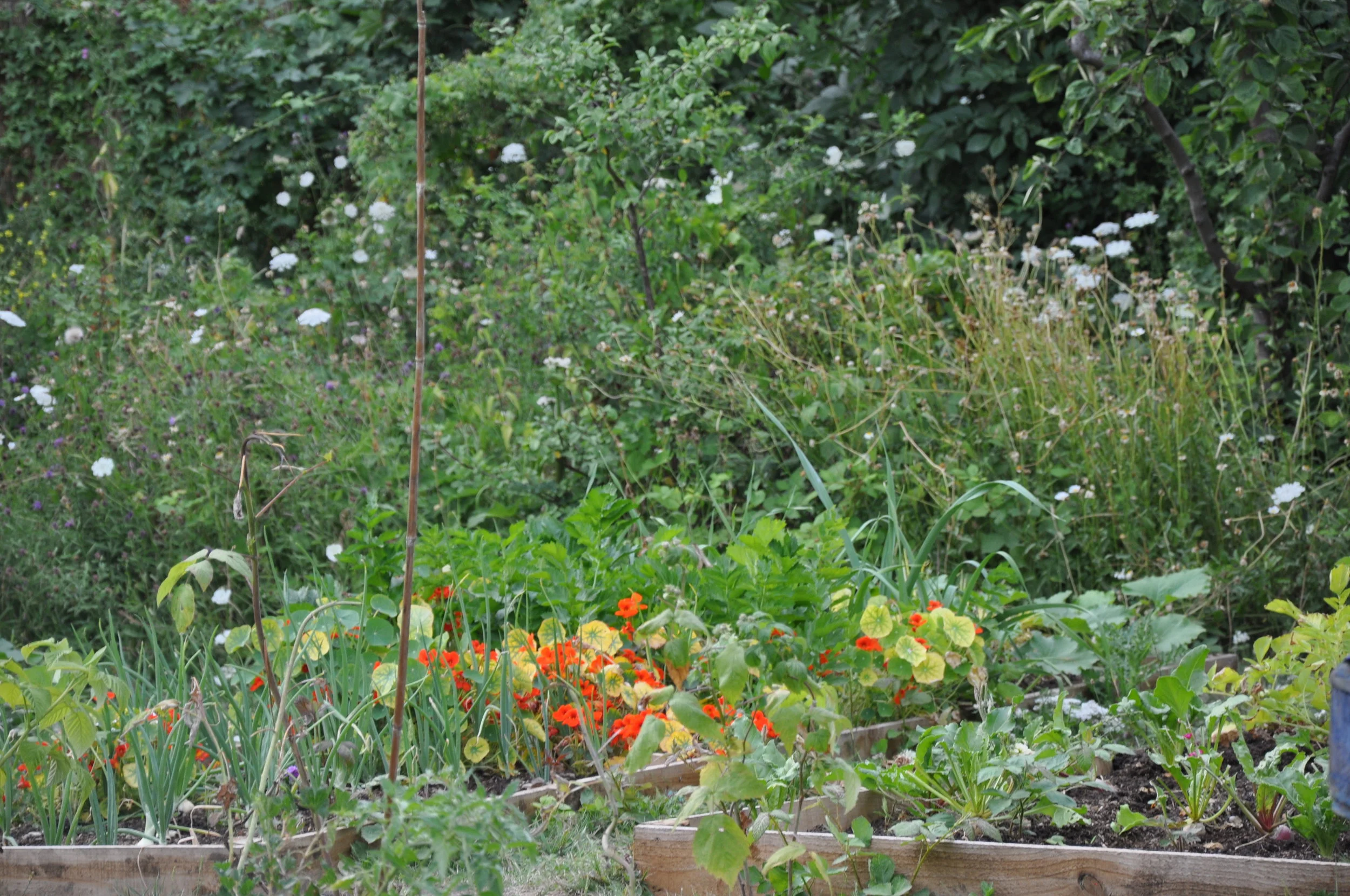 wildflowers &amp; vegetables