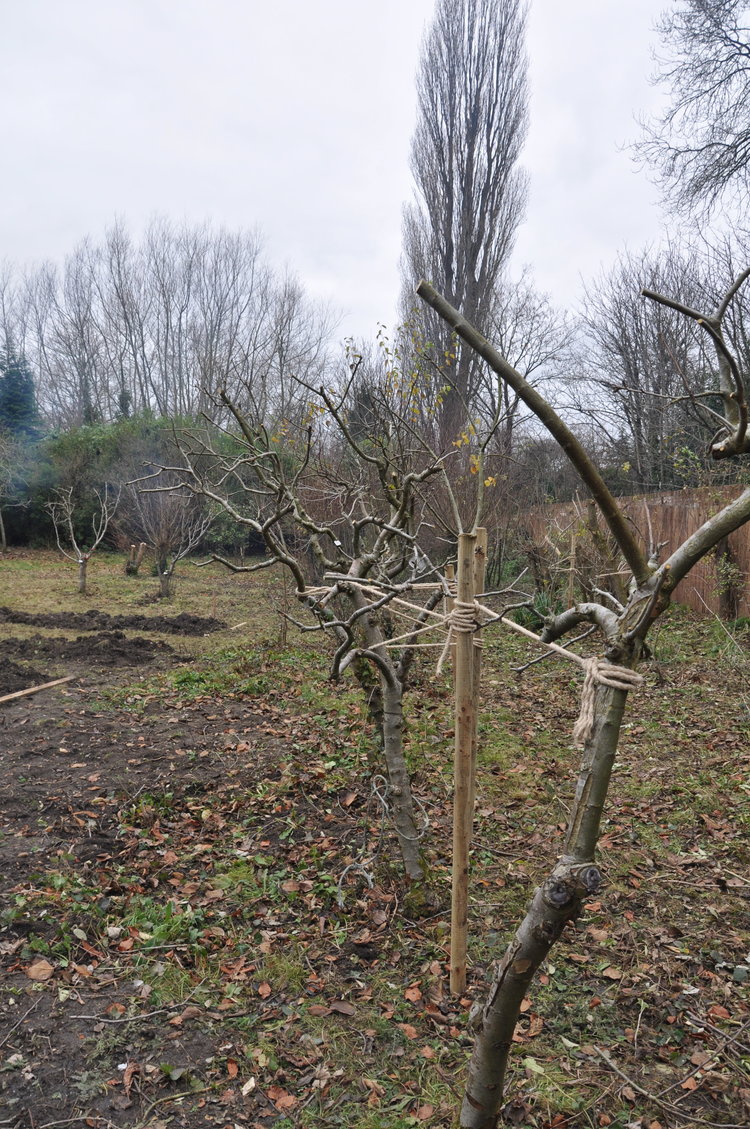 caring for our trees