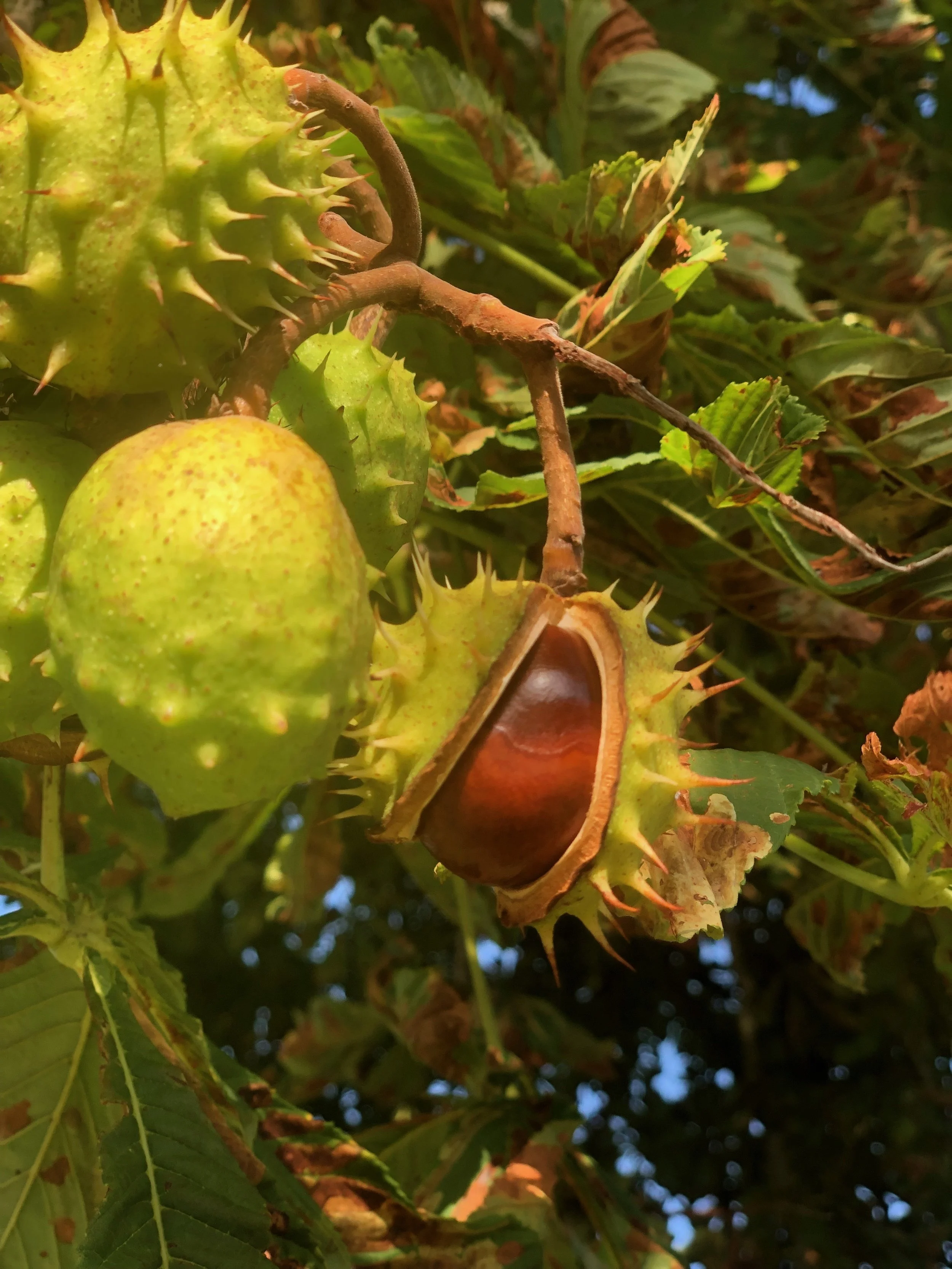 the rain that went away...