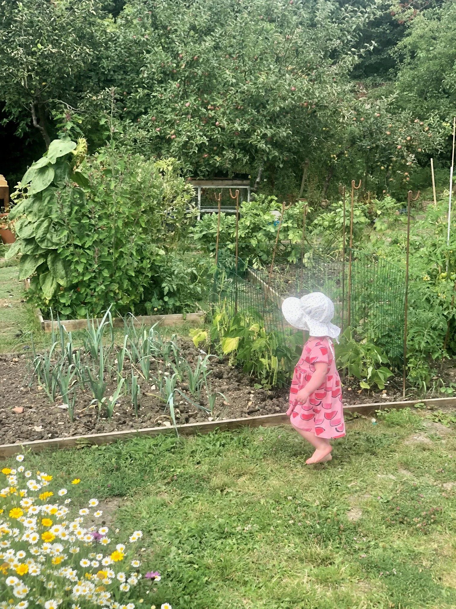 The plight of the bumble bee...