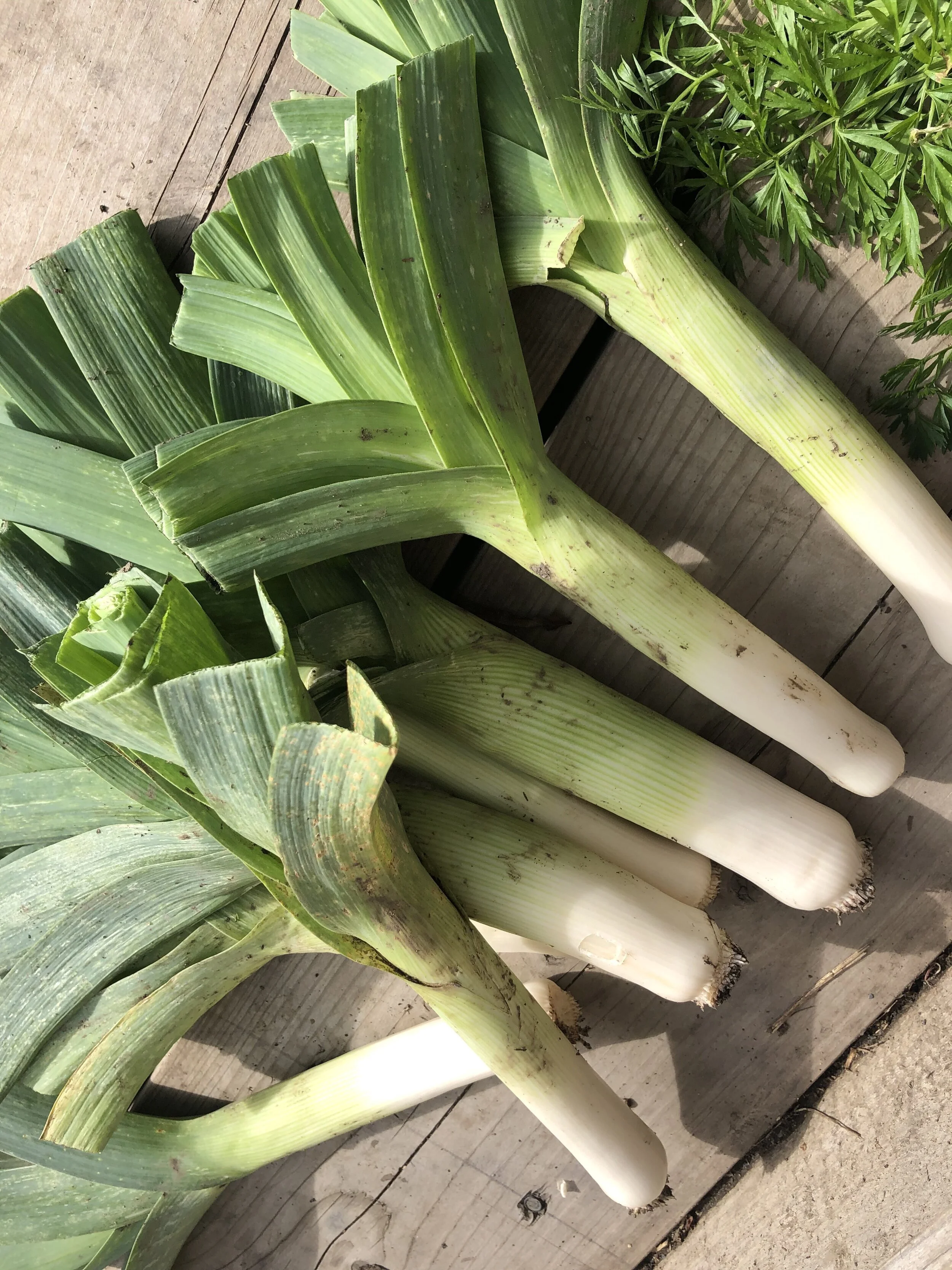 Coming up smelling of leeks...!