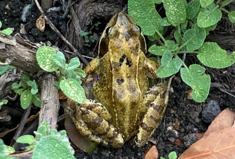 garden magic