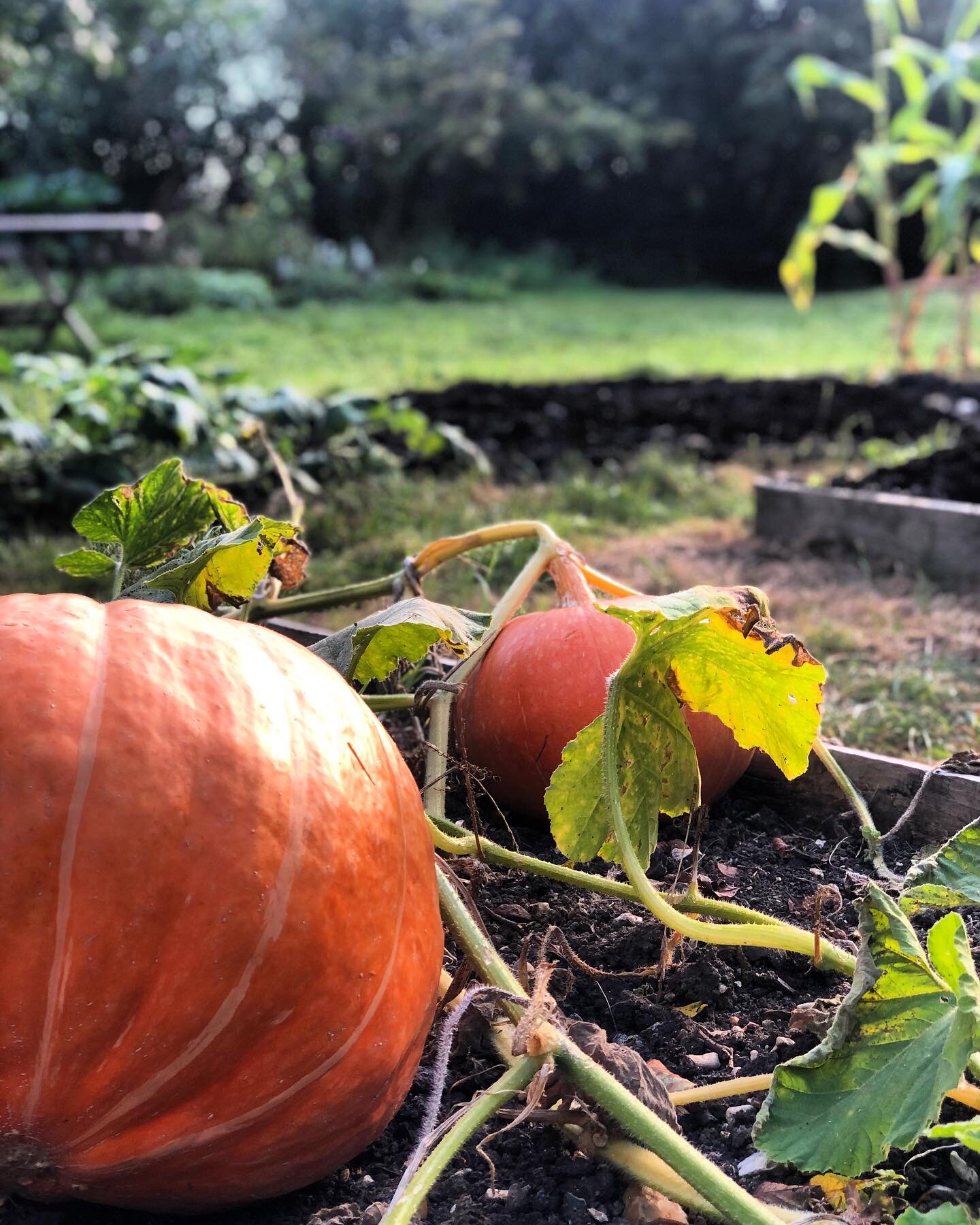 BOO! 🕸️🕷️

Happy Halloween! We grew some great pumpkins in the veg patch this year which got thoroughly enjoyed and played with by the space2play groups.

The garden is turning beautifully golden and autumnal; the benefits of the new season kicking