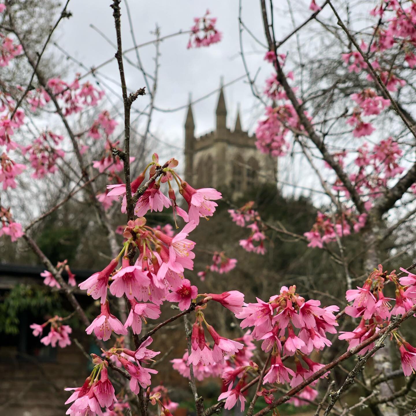 Oh hello pink blossom! 🌸 &amp; St Andrews church peeking out from behind.

Despite all the (continous) rain it's so nice to see pops of colour in the garden and Spring on its way. Just a little more sun please! 🌞🤞
