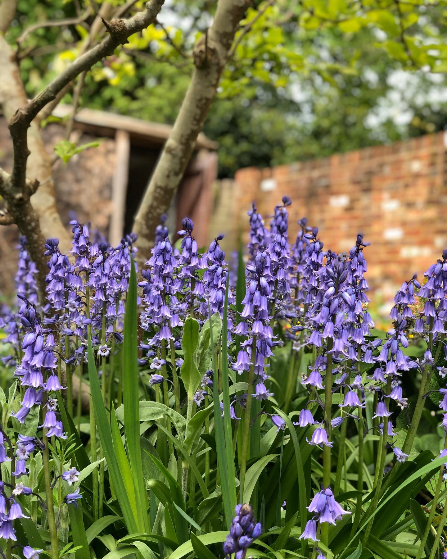 Hello May!  Pretty pops of colour and the garden is beginning to come to life.

Although it's been a wet Spring the acre is starting to dry out and we think there may just be more green than mud now. The balance has shifted! 🙌

It's always a little 