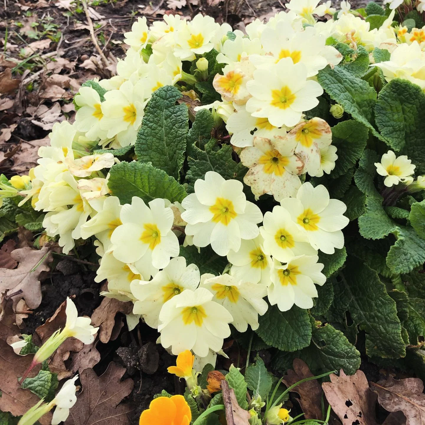 Hello March! 👋💛

Primroses are out. 🌼
Garlic planted in. 🌿