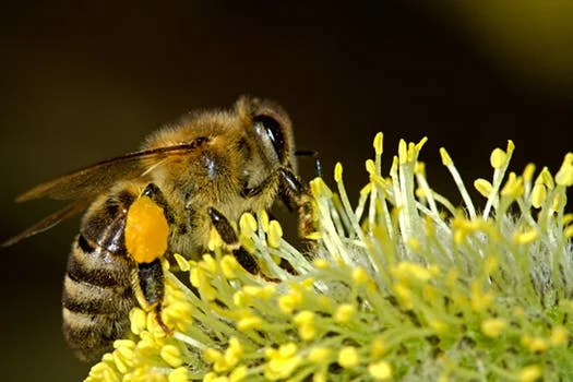 bees-pollination-insect-macro-86704.jpeg