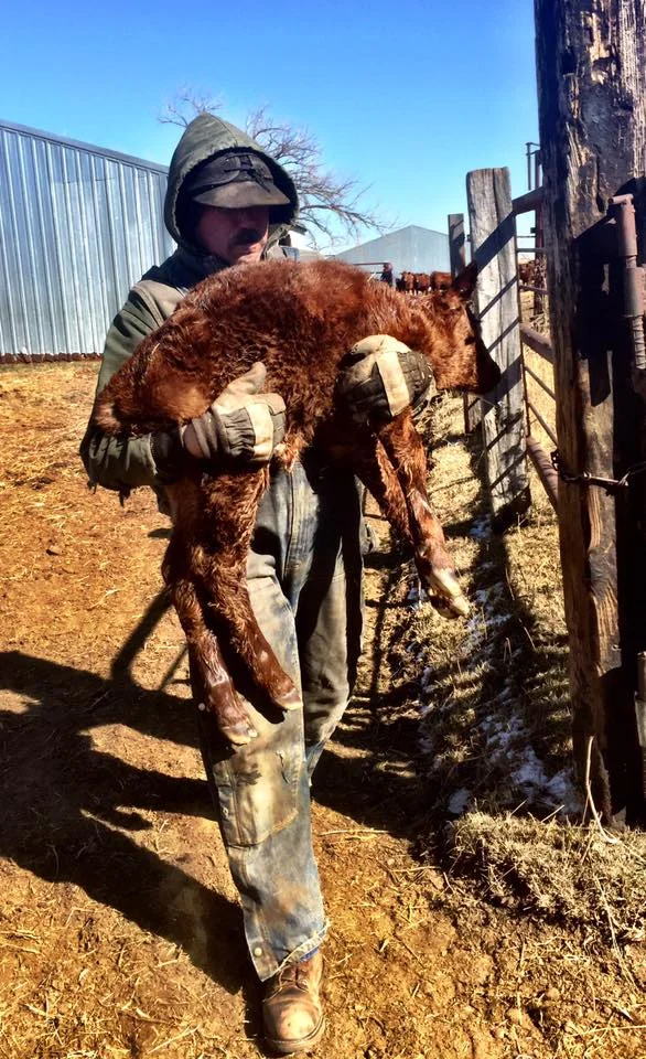 dadcarryingcalf.jpg