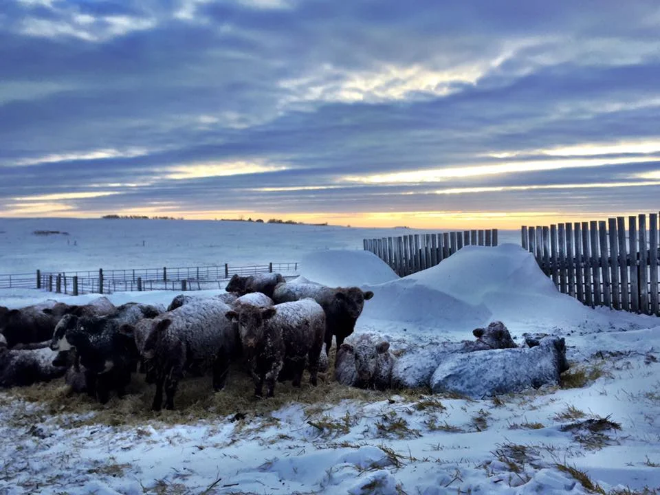 after a blizzard came through....believe it or not, the snow and straw keep them warm! 