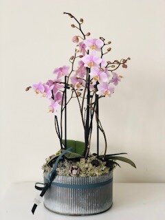 Les winter orchids