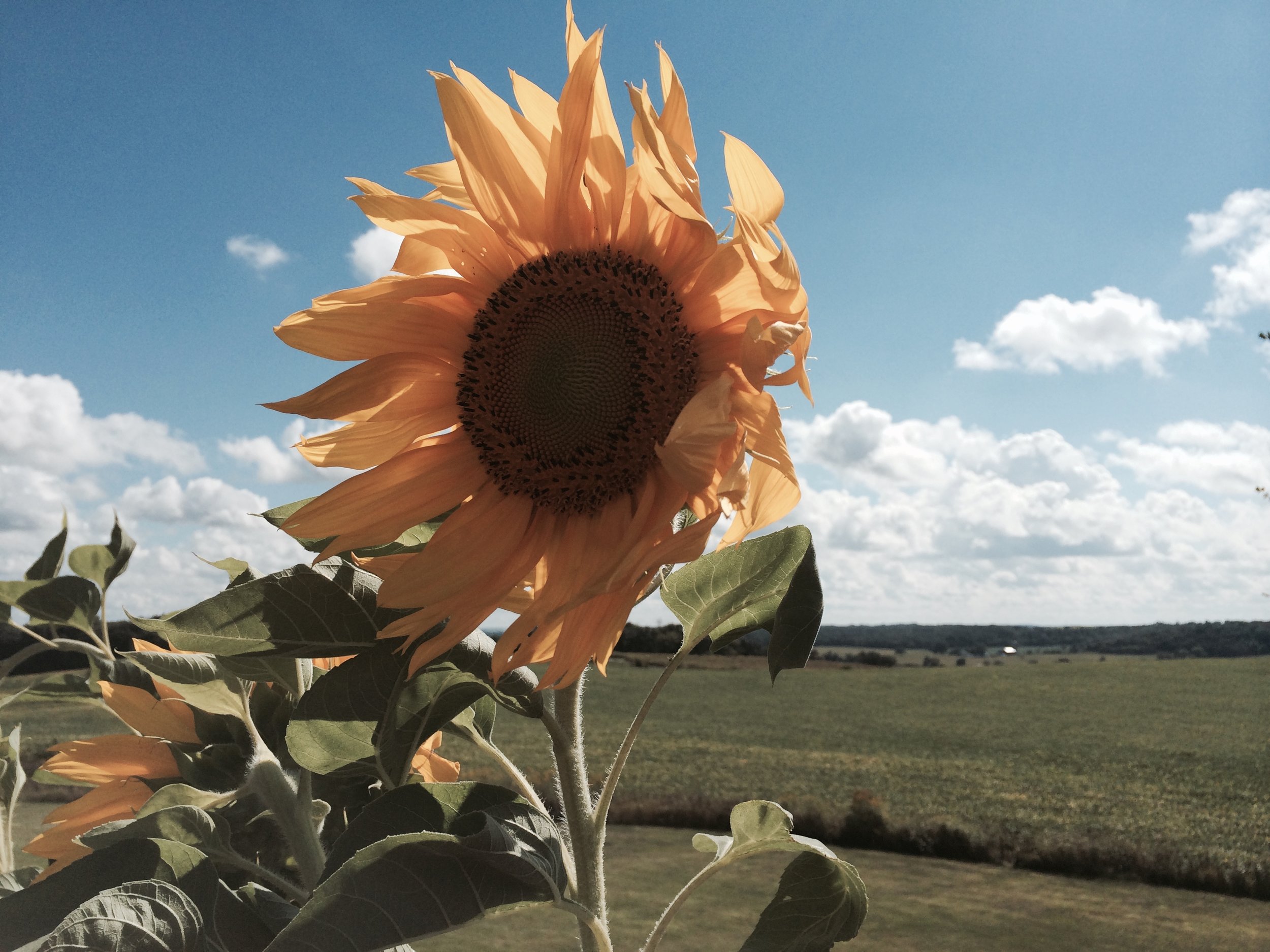 A Summer Day of Silence