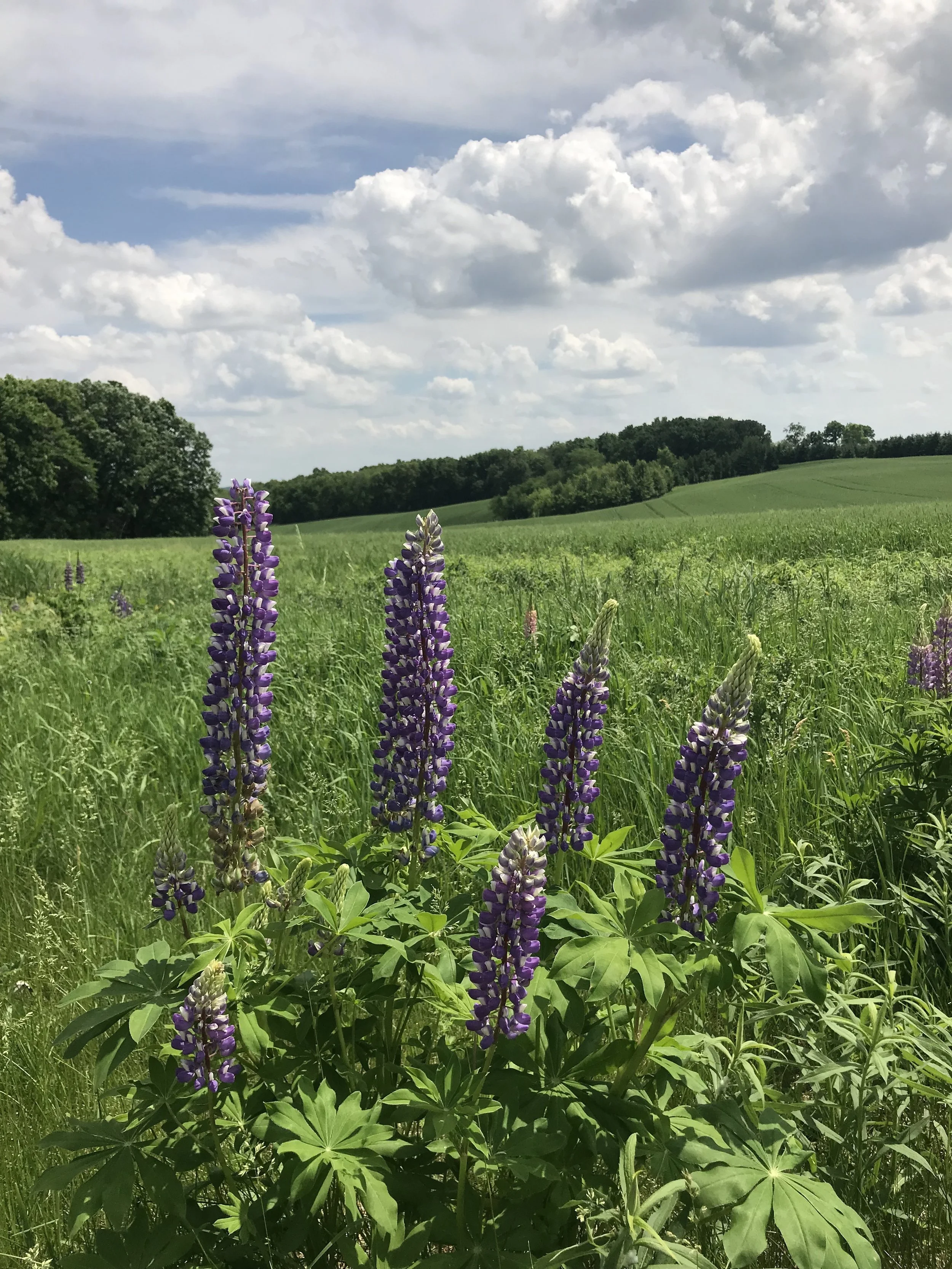 A Summer Day of Silence