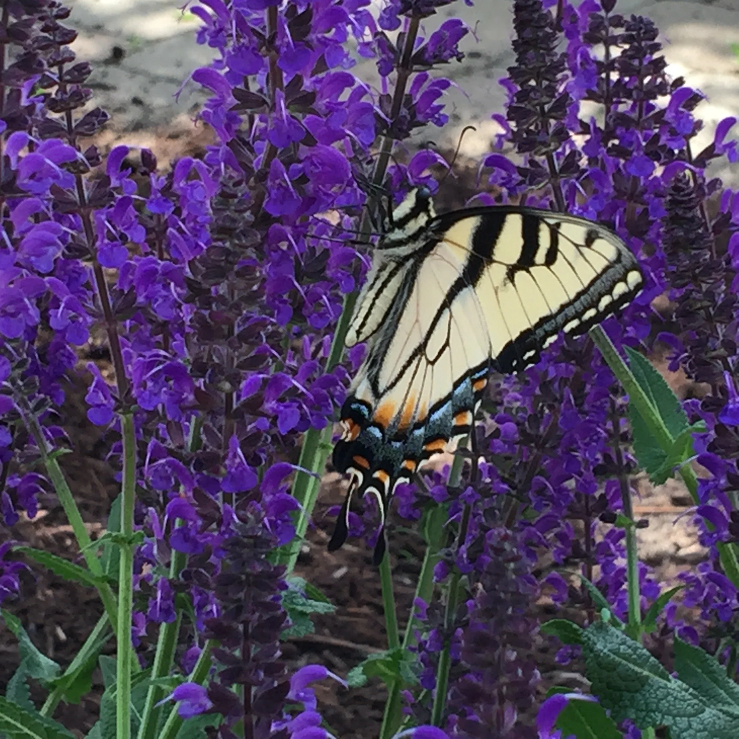 A Summer Day of Silence 
