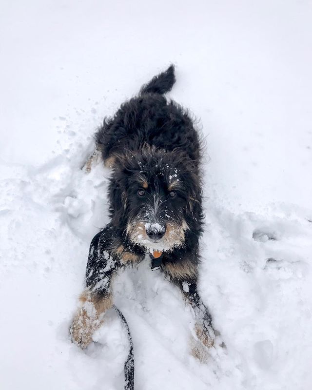 If a Bernese Mountain Dog basking in a pile of frozen water doesn&rsquo;t say &ldquo;Snow Day&rdquo; to you, then I&rsquo;m not sure what kind of life you&rsquo;re livin&rsquo;...
@wag life
&bull;
&bull;
&bull;
#becausedogsneedhomestoo #bernadoodle #