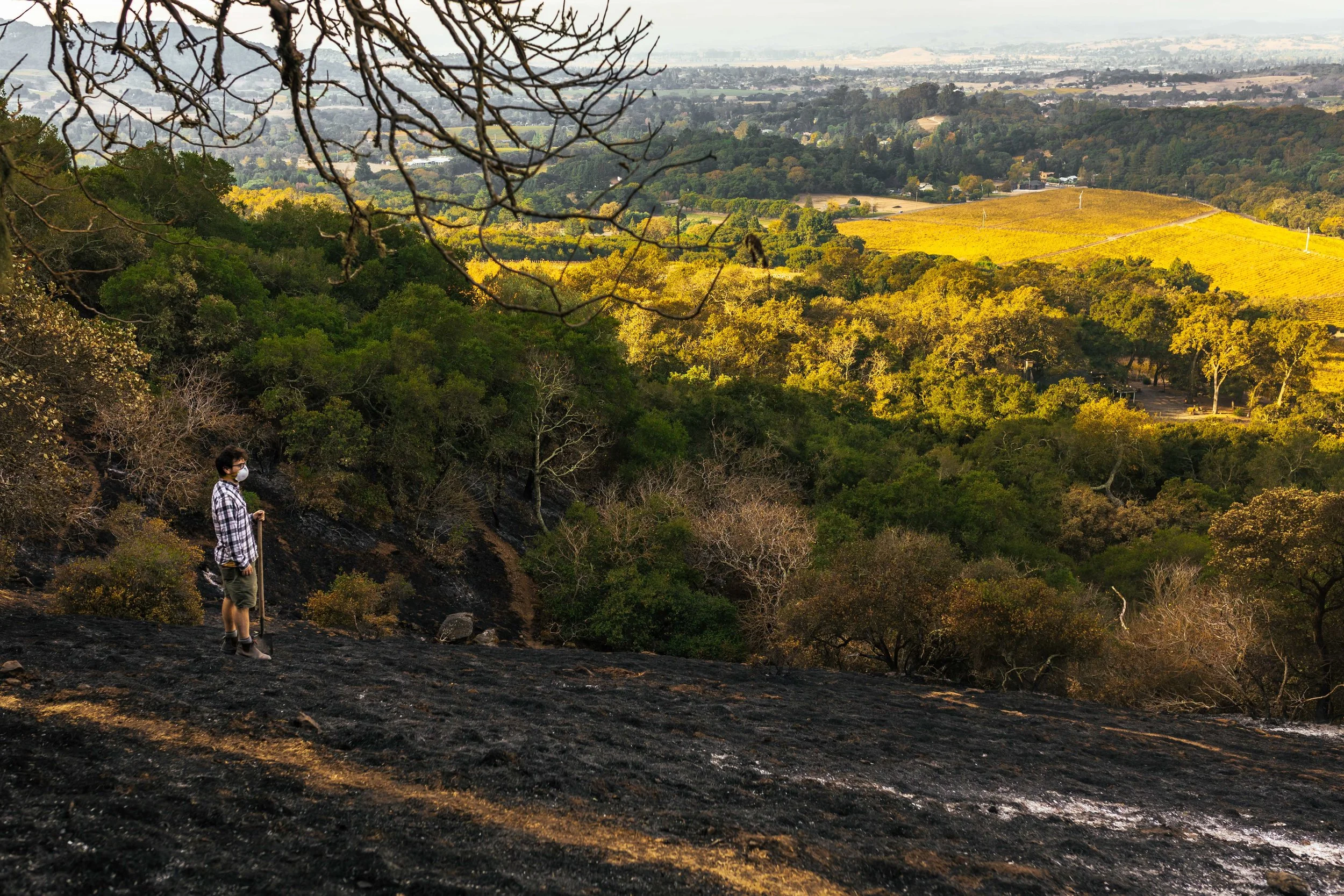 A burned hillside in the Coombsville region of Napa. |by Emma k Morris | October, 2017