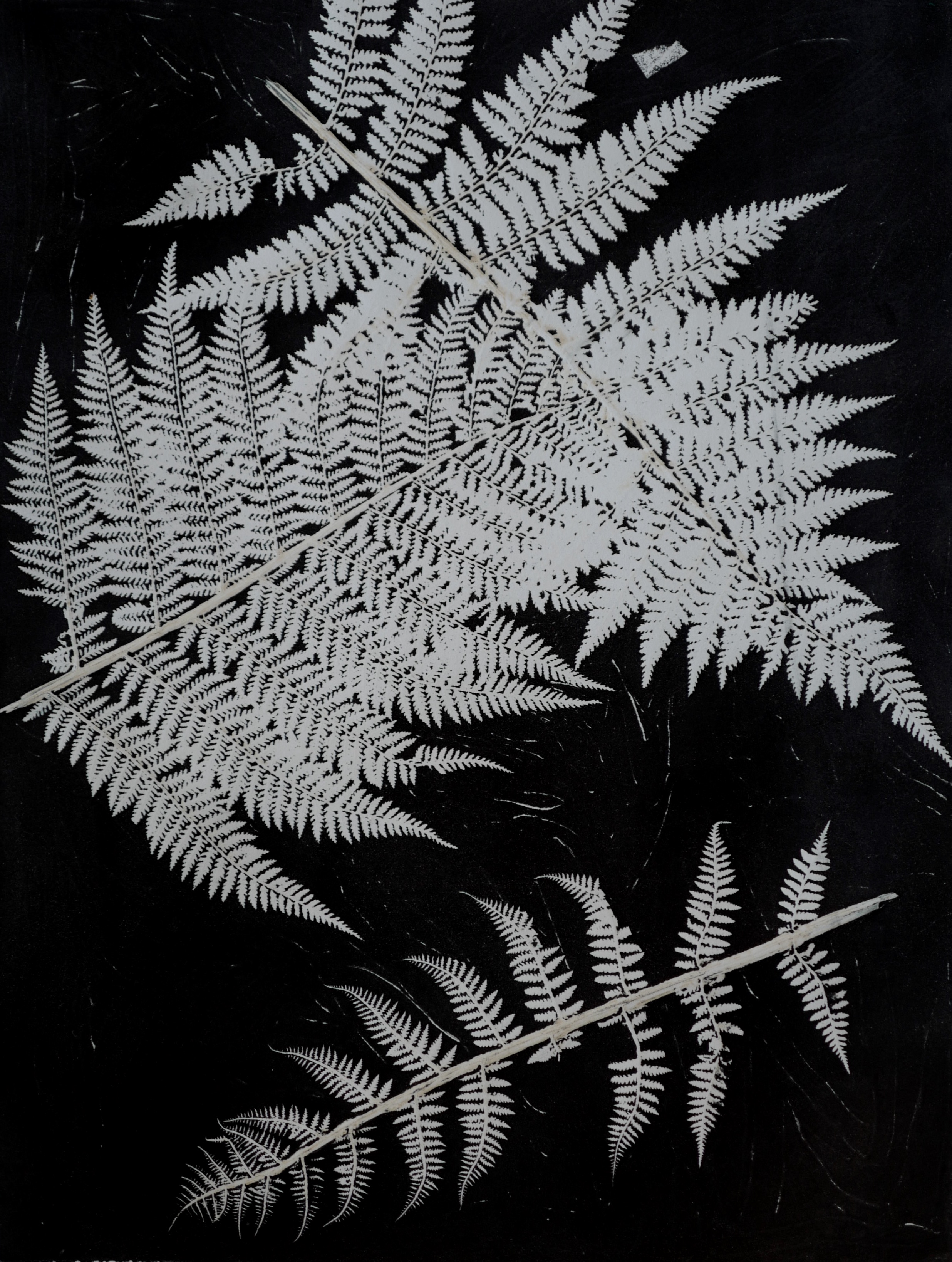 Untitled, Monoprint, 2016