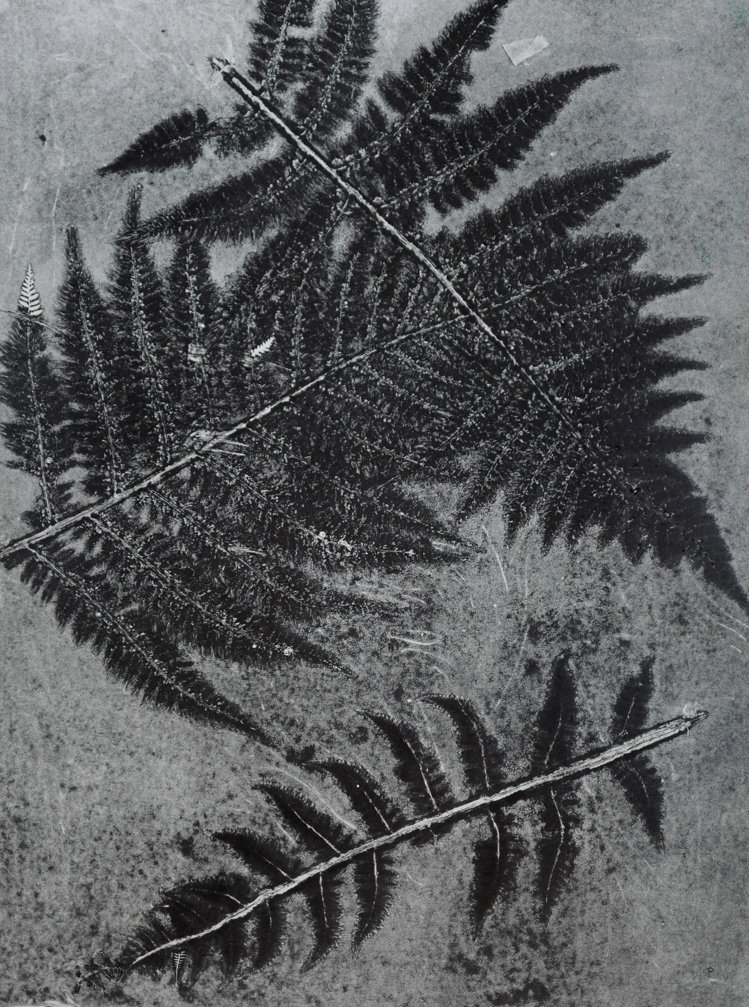 Untitled, Monoprint, 2016