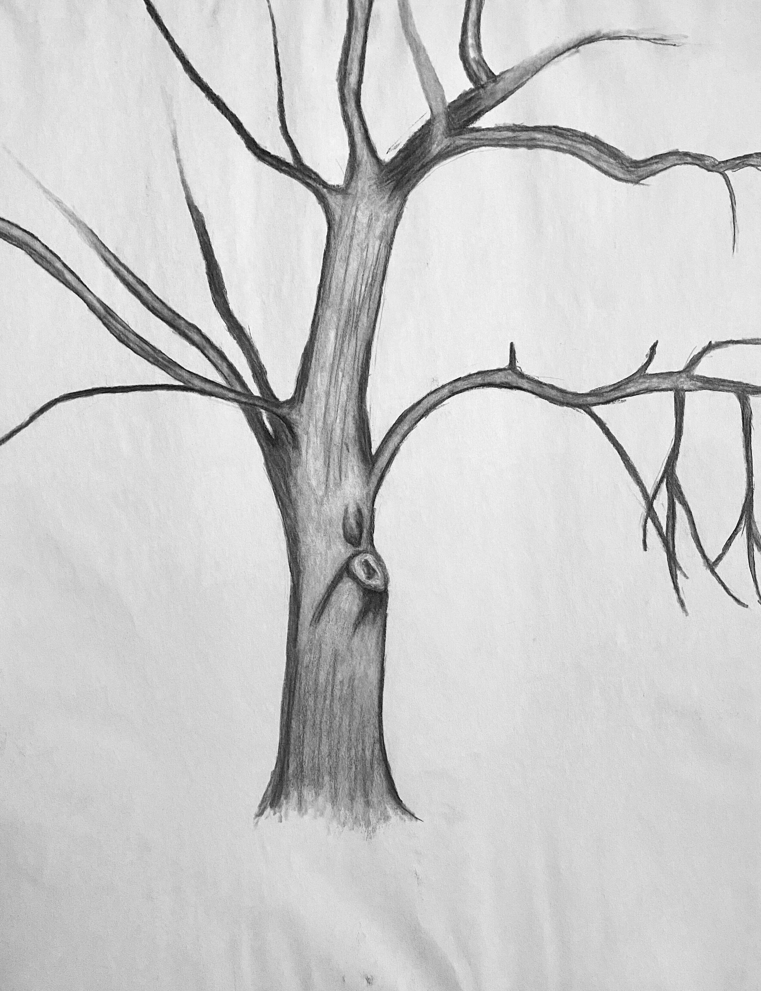  An observational drawing, charcoal on paper.  2018. 