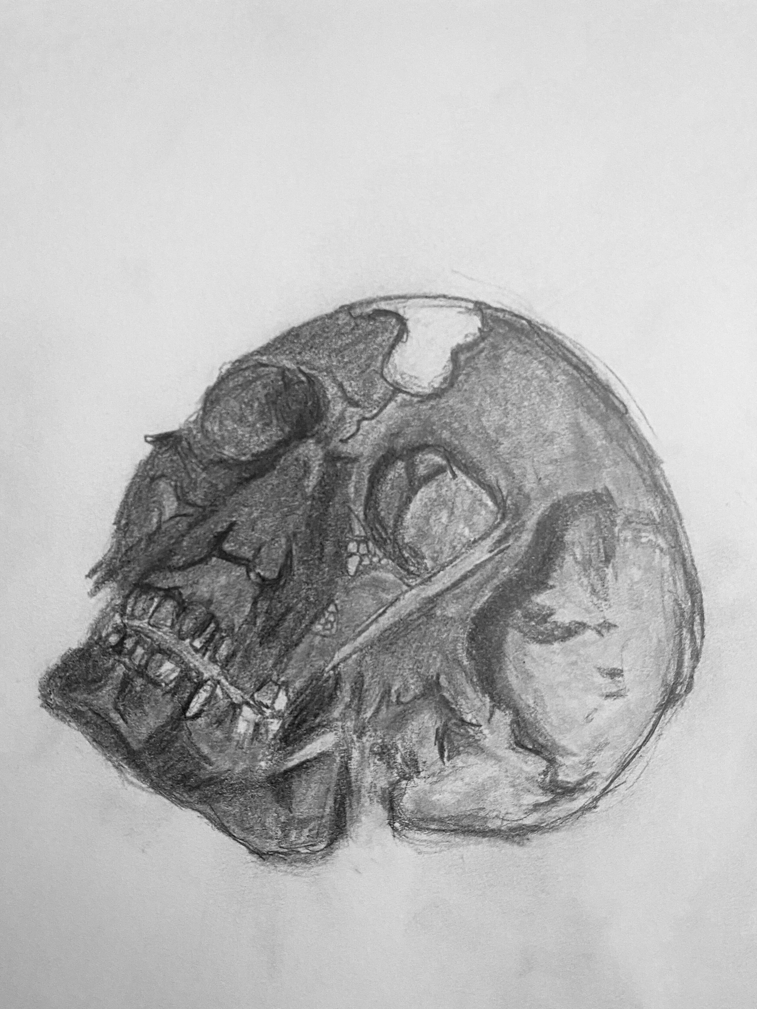 Skull Study 