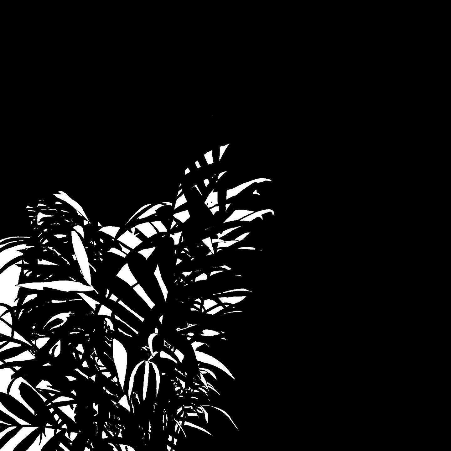 Had a lot of fun playing around with this drawing of one of my parlor palms and different color ways 

Which is your favorite?

I&rsquo;m partial towards the ones that look the least natural for some reason 

#digitalart #digitaldrawing #procreate #p