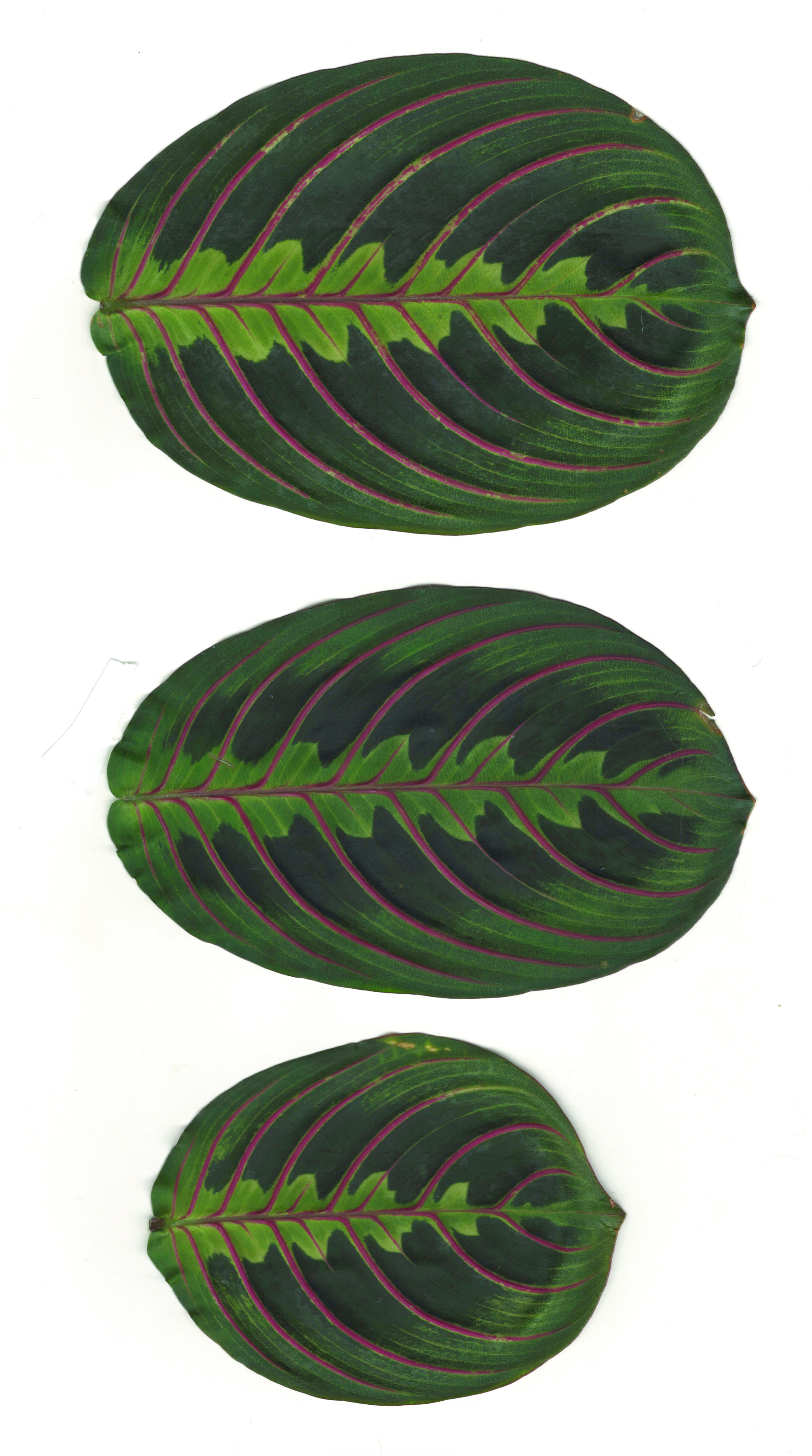 Scan4 copy.jpeg