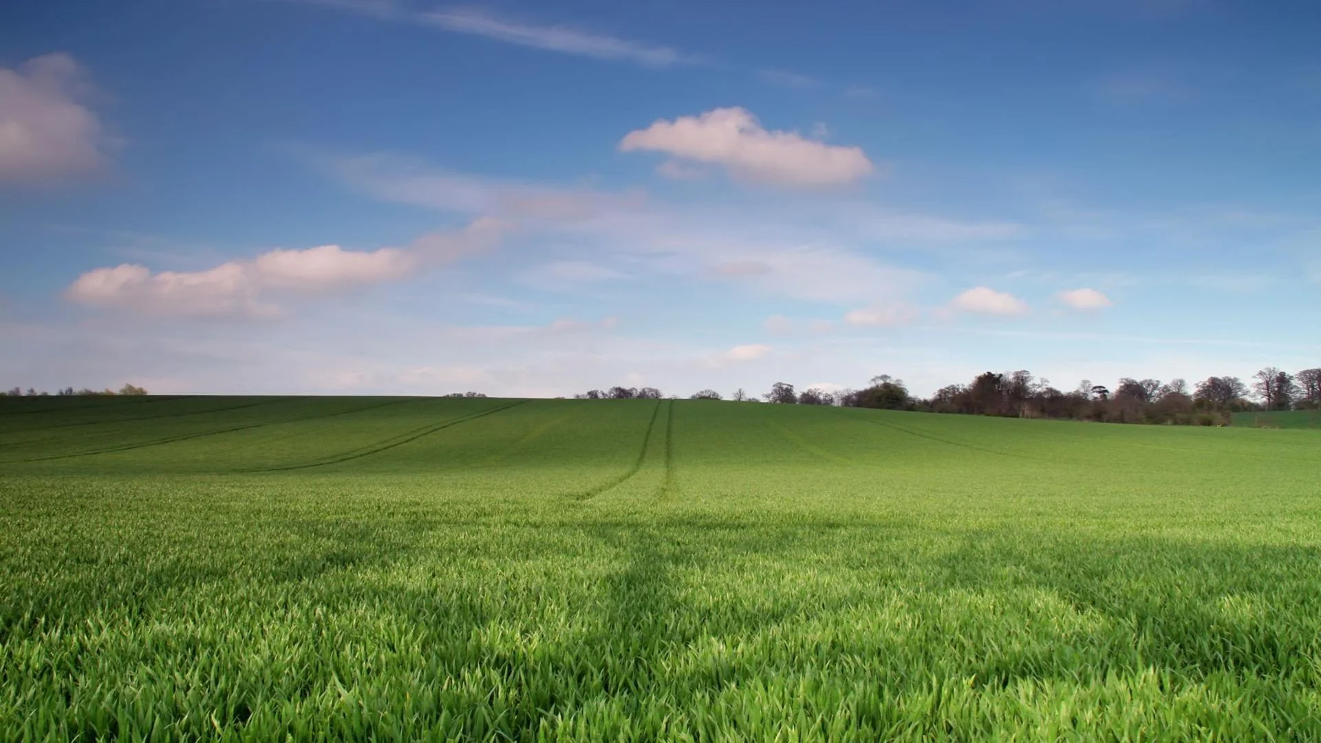 field-background-1.jpg