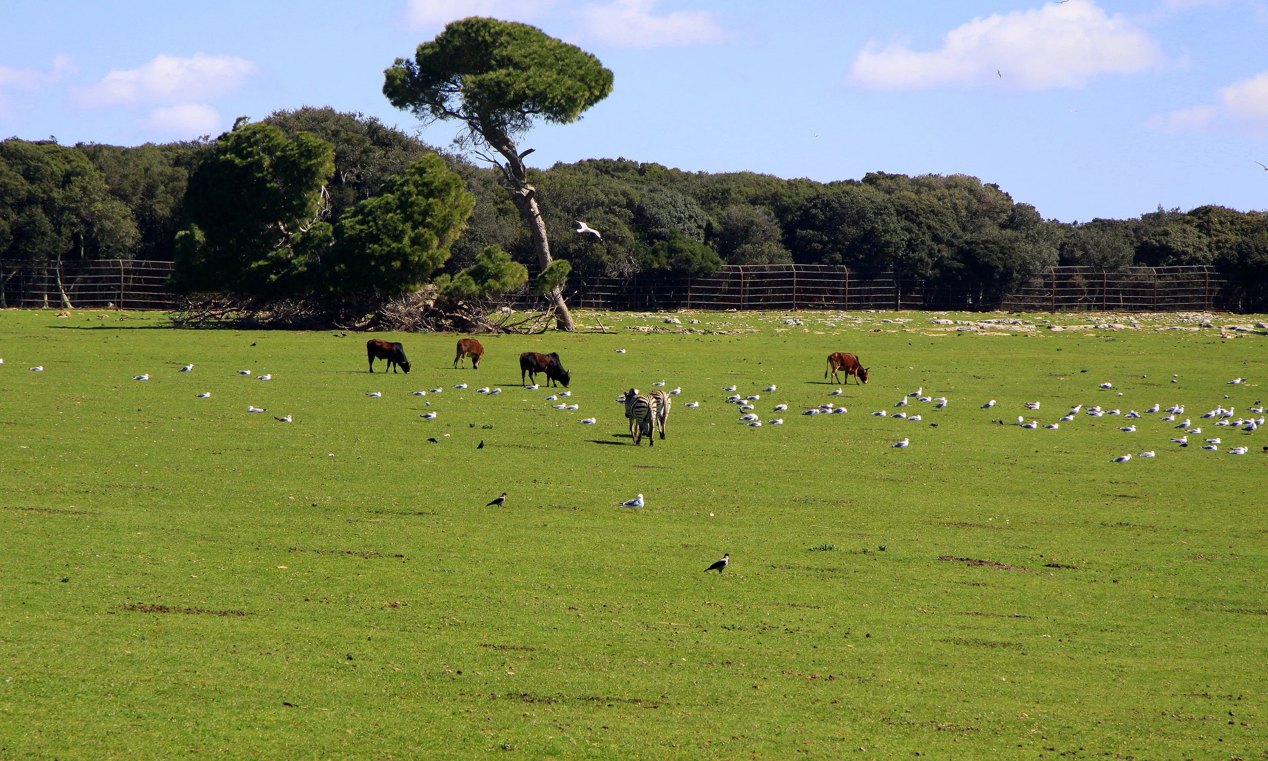 Brijuni - istarski biseri
