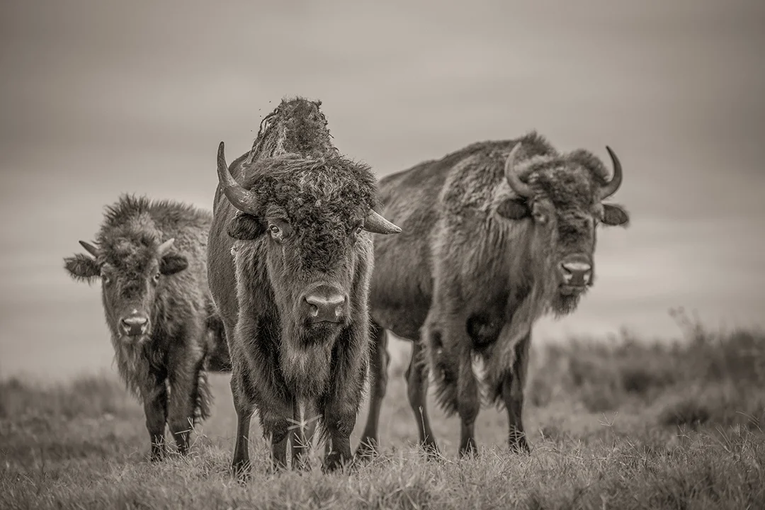 ClearwaterBison-43-2.jpg
