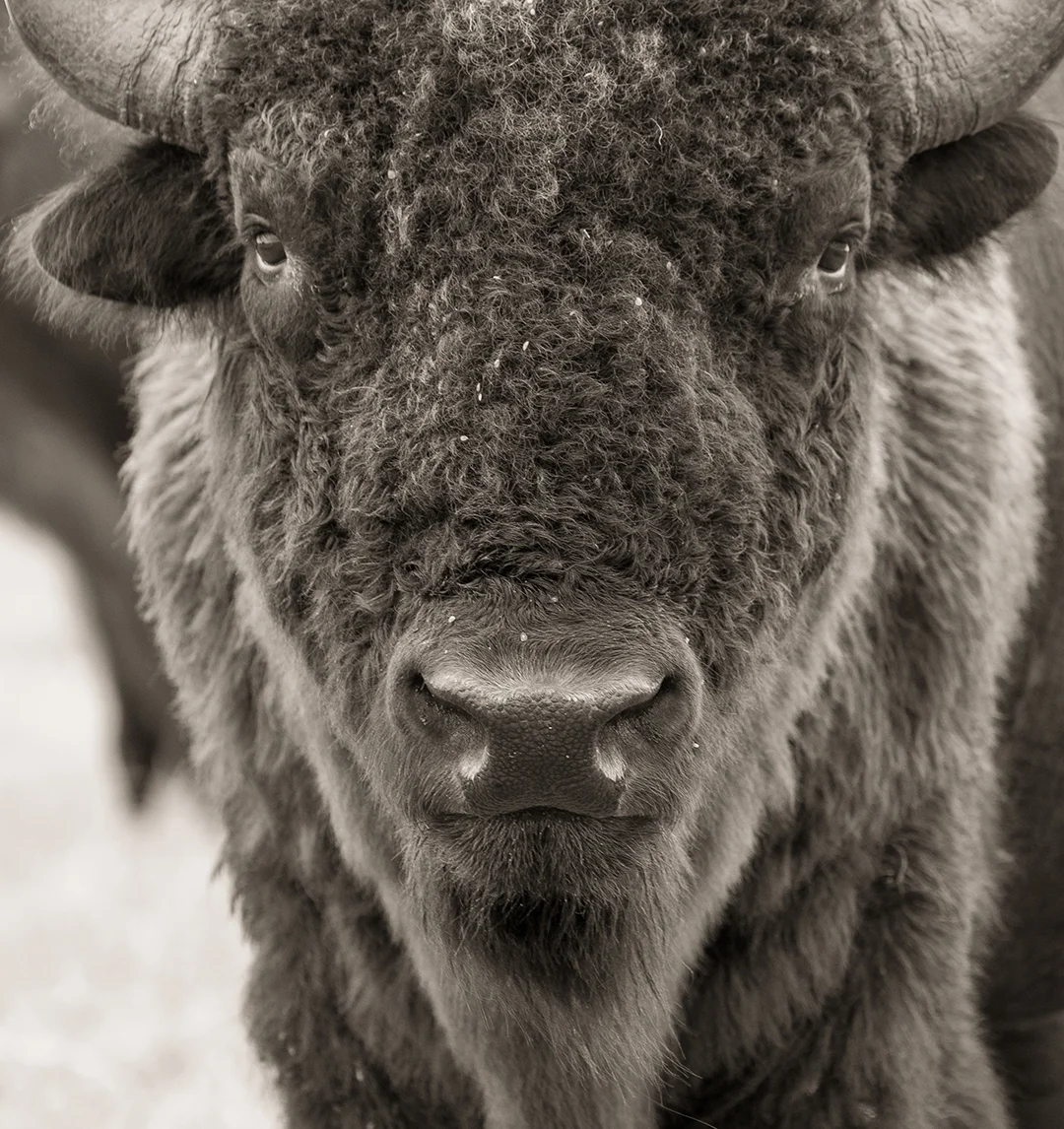 ClearwaterBison-58.jpg