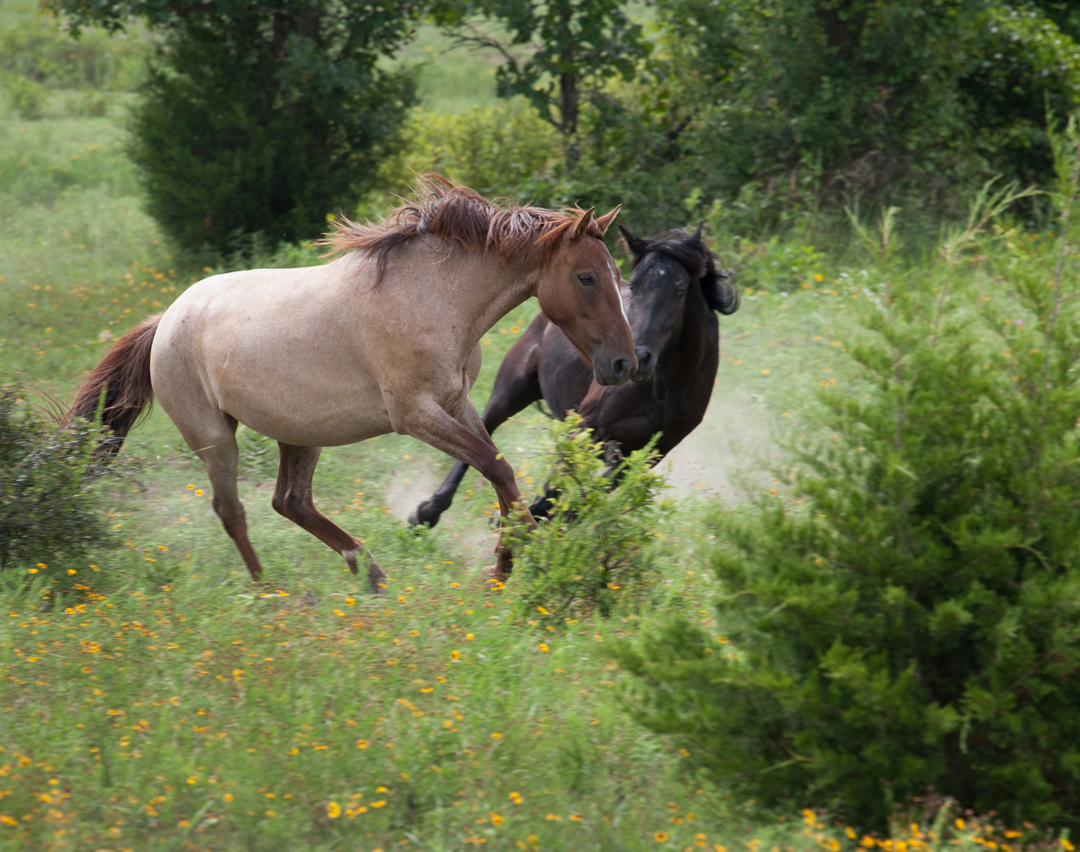 Maila's Ponies-11.jpg