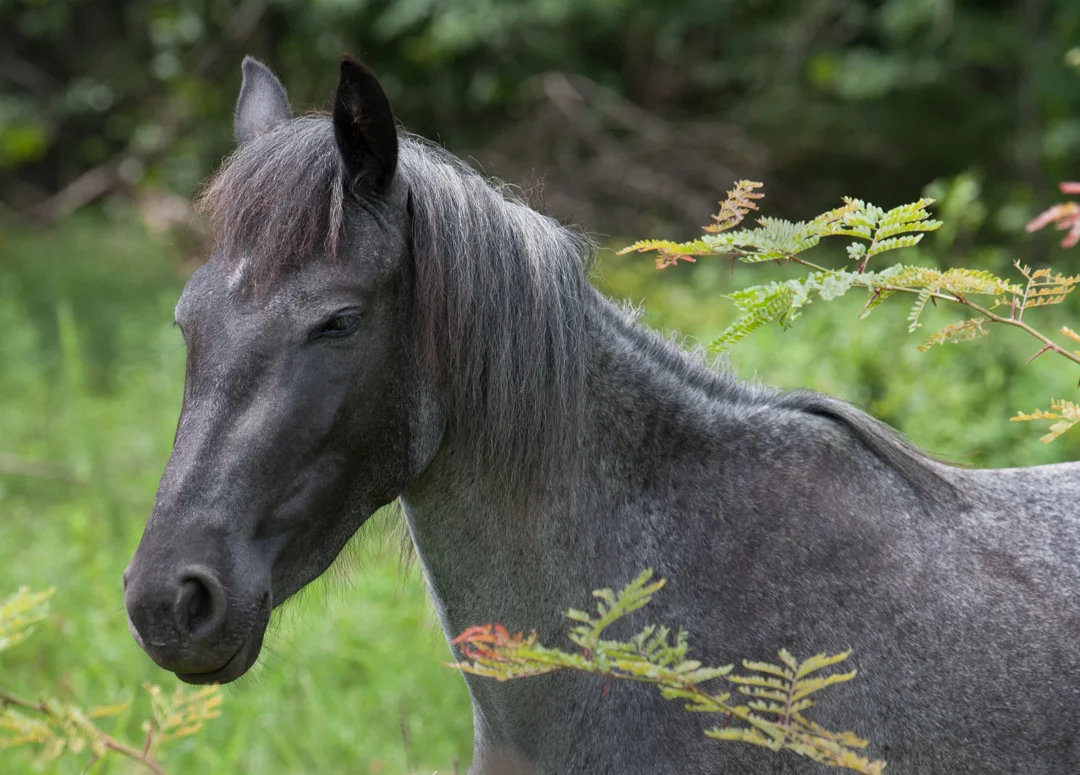 Maila's Ponies-18.jpg